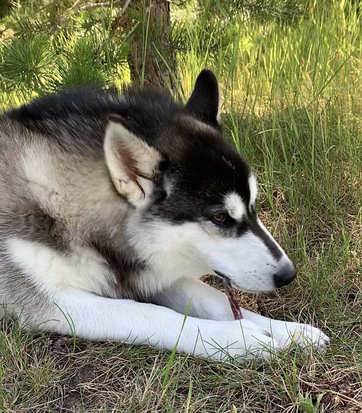 Photo of Handsome Husky