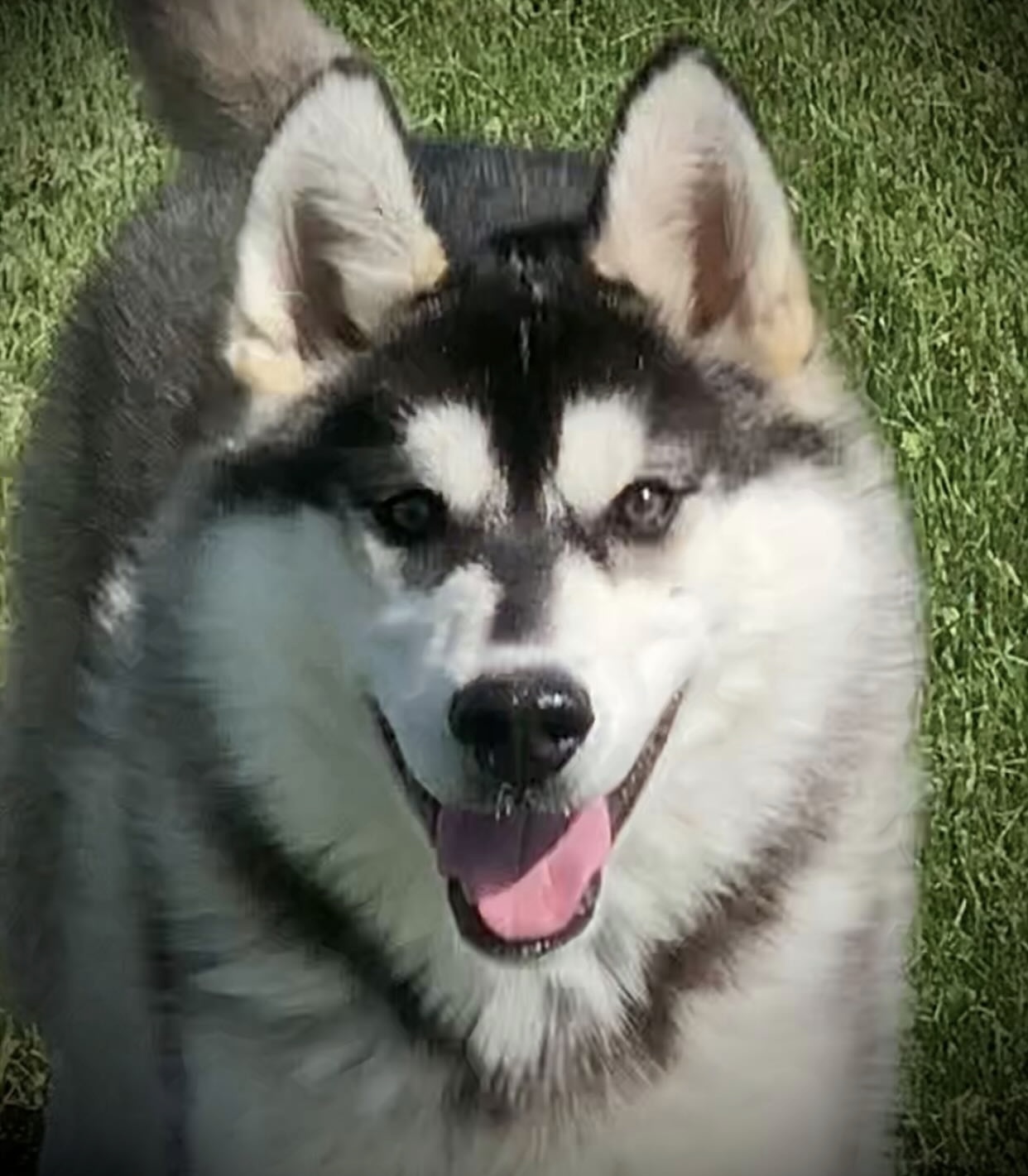 Handsome Husky - 2 - 1762322136574_IMG_9958