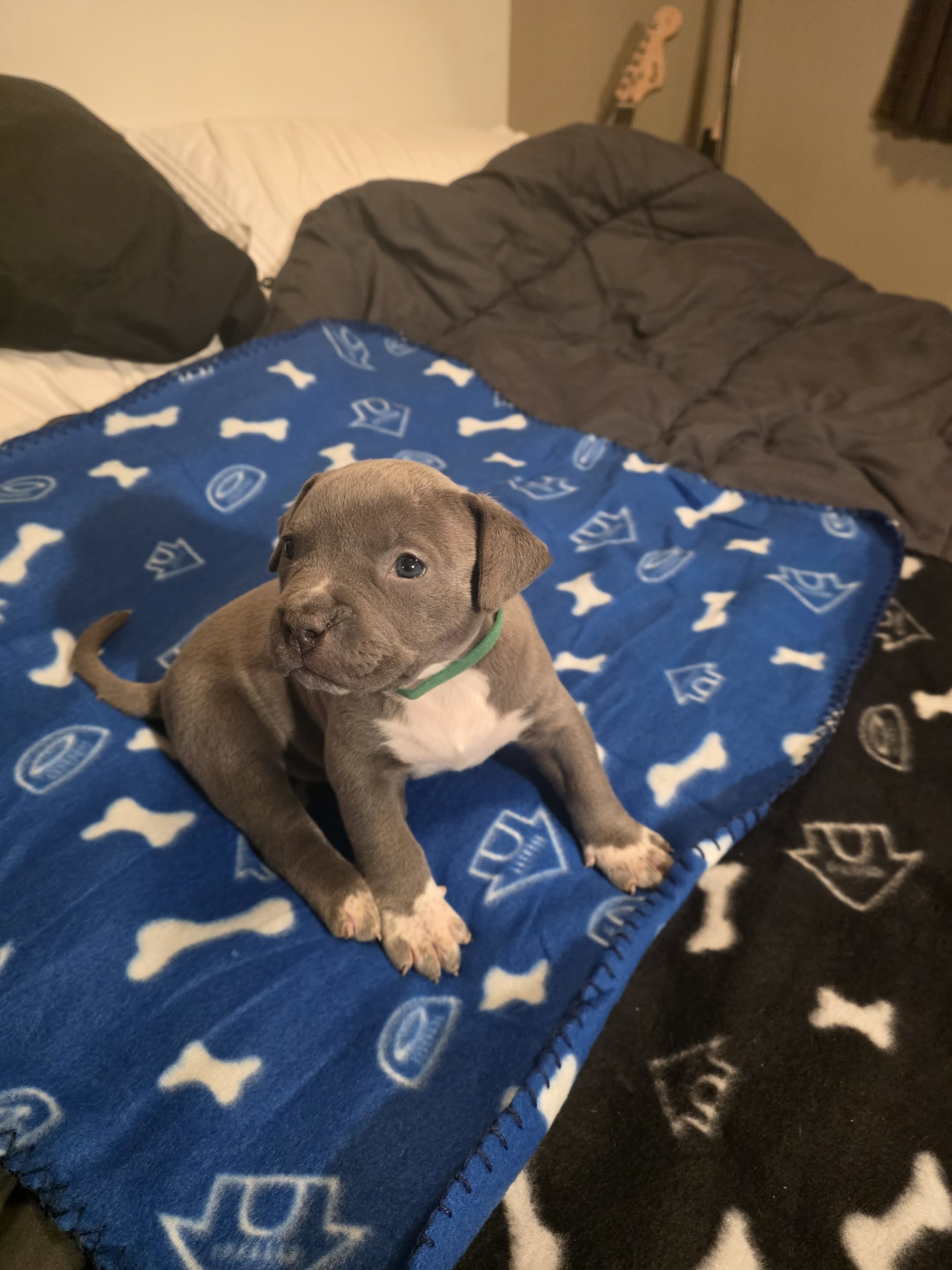 American bully  puppies! - 6 - 1762331220147_Messenger_creation_A50FA00F-8FAD-4840-949B-891BF97D48E0