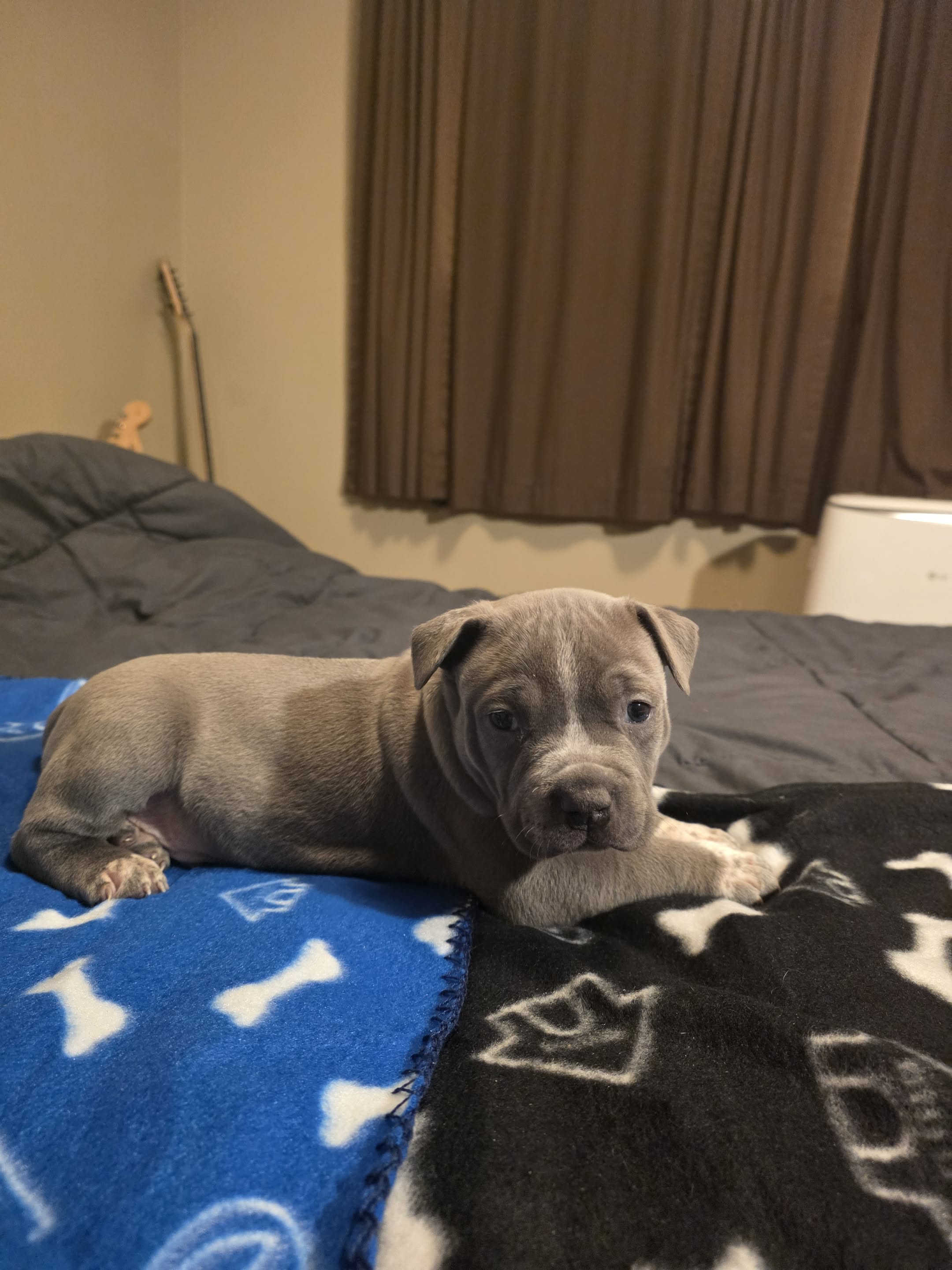 American bully  puppies! - 8 - 1762331220147_Messenger_creation_B2E45863-4B90-45D4-916B-ED9F932986C5