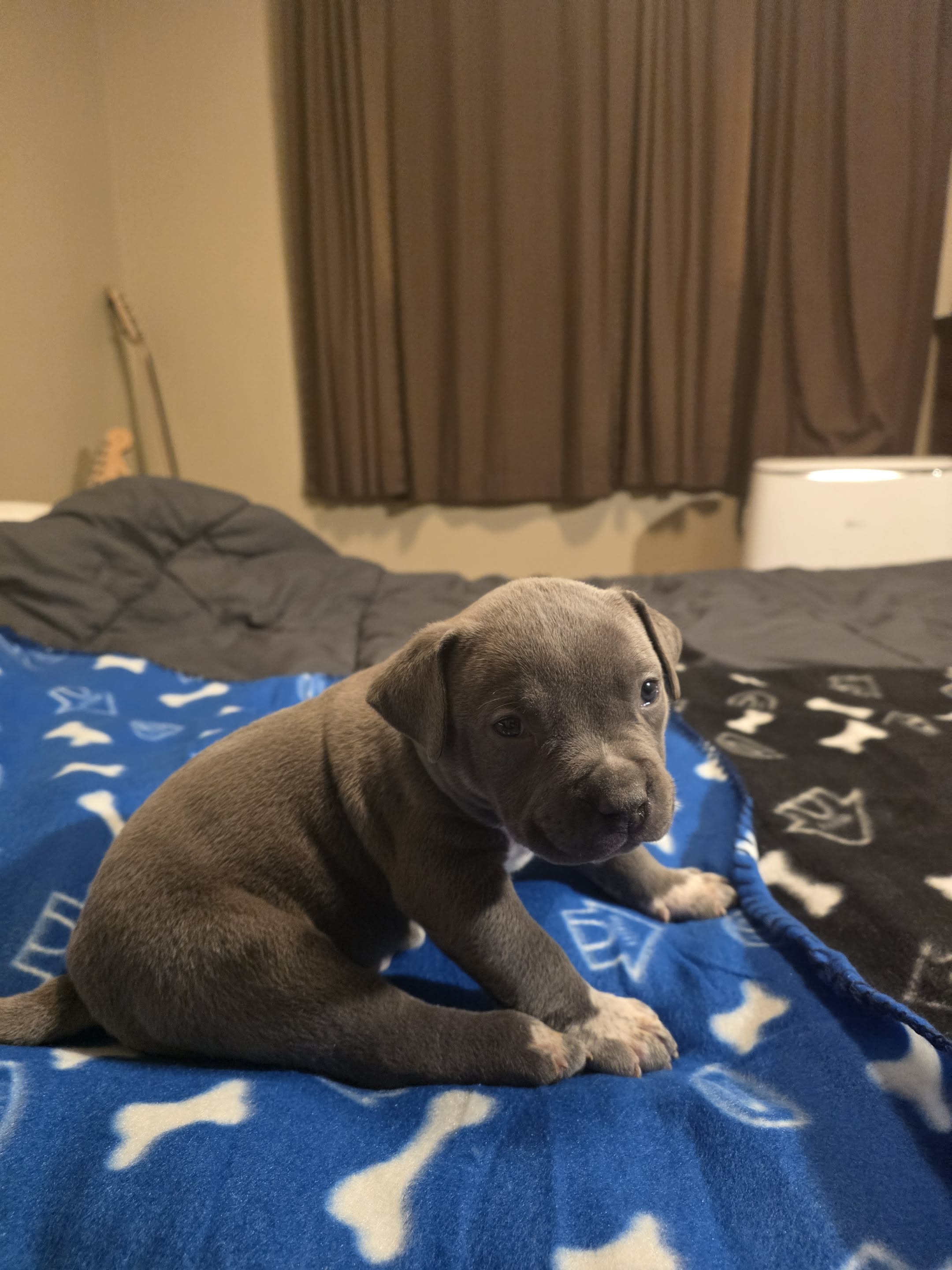 American bully  puppies! - 7 - 1762331220147_Messenger_creation_D45D9066-A2D4-4147-9328-D30588B89264