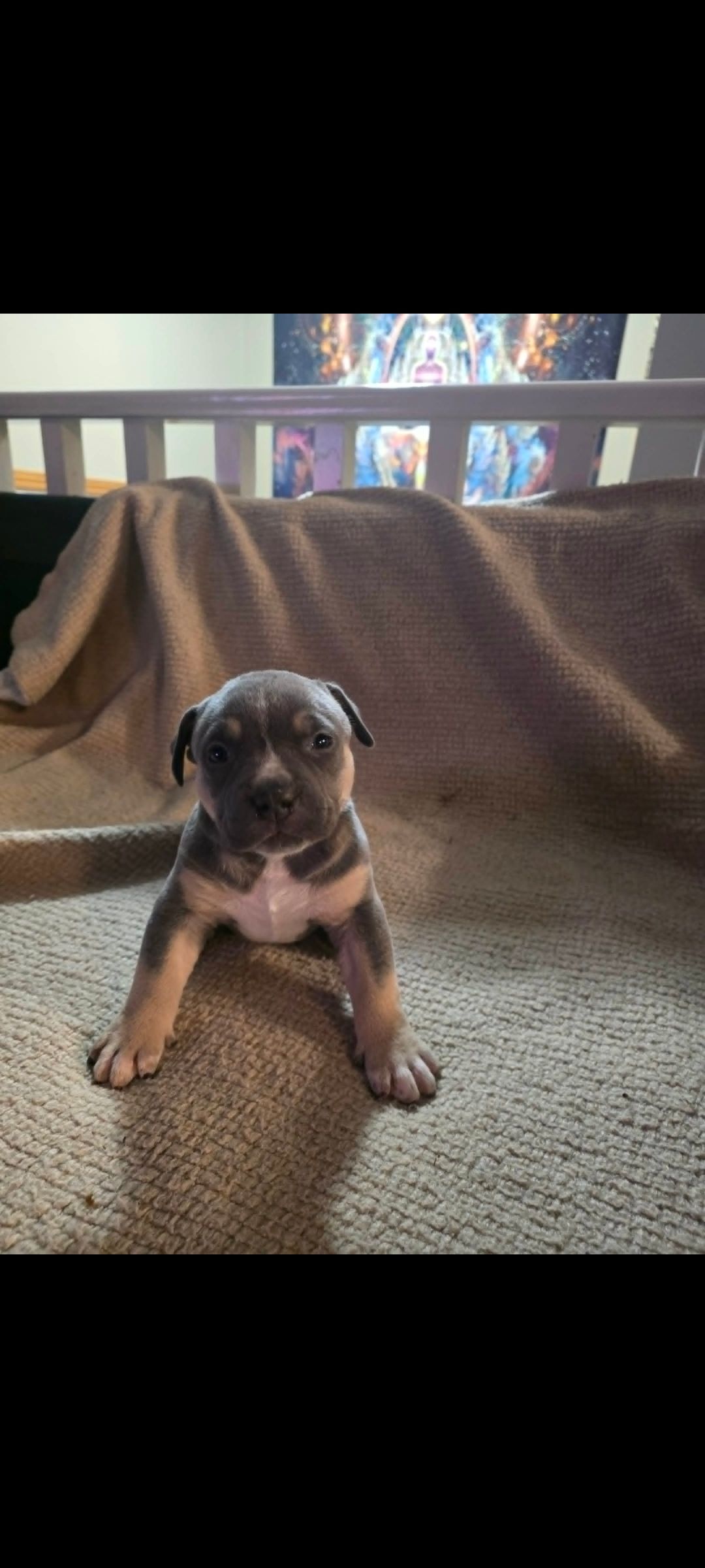 American bully  puppies! - 5 - 1762331220353_Screenshot_20251104_193713_Messenger