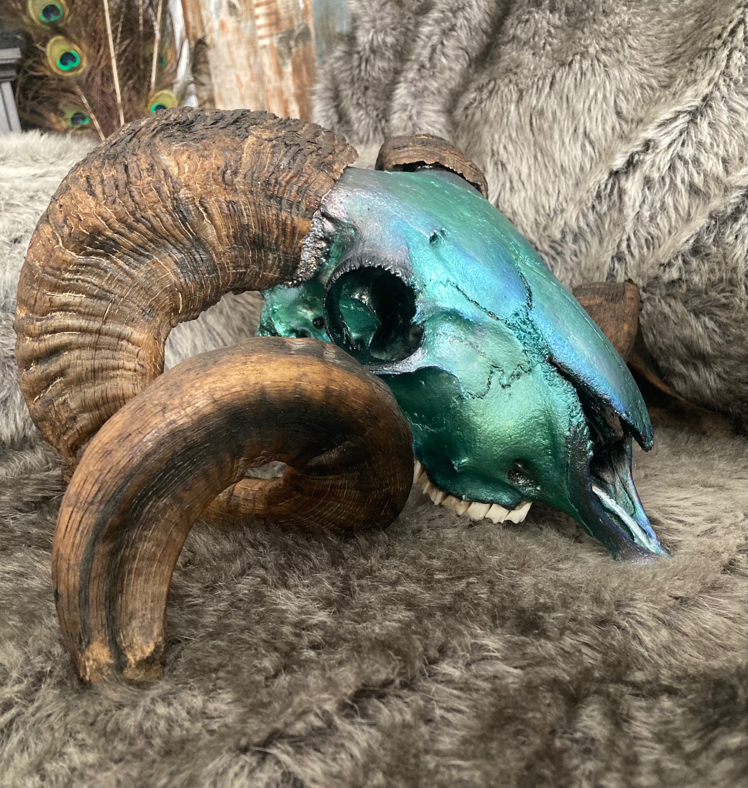 Photo of European mount Ram 