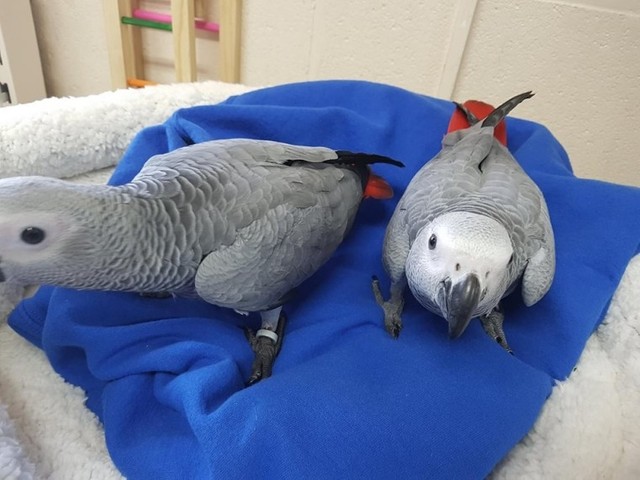 Photo of Hand raised African grey parrots