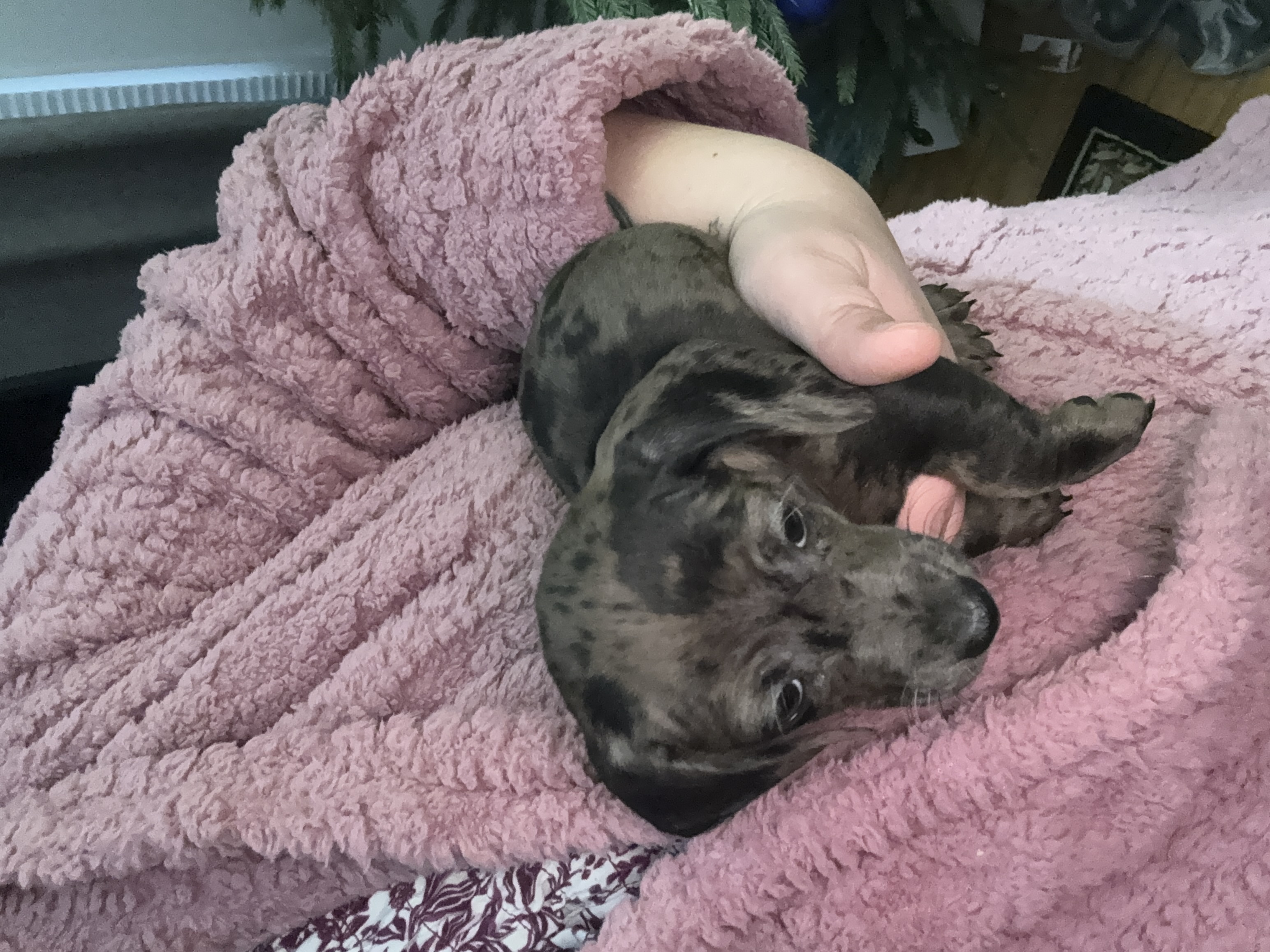 Photo of 4 mini dapple dachshund puppies 