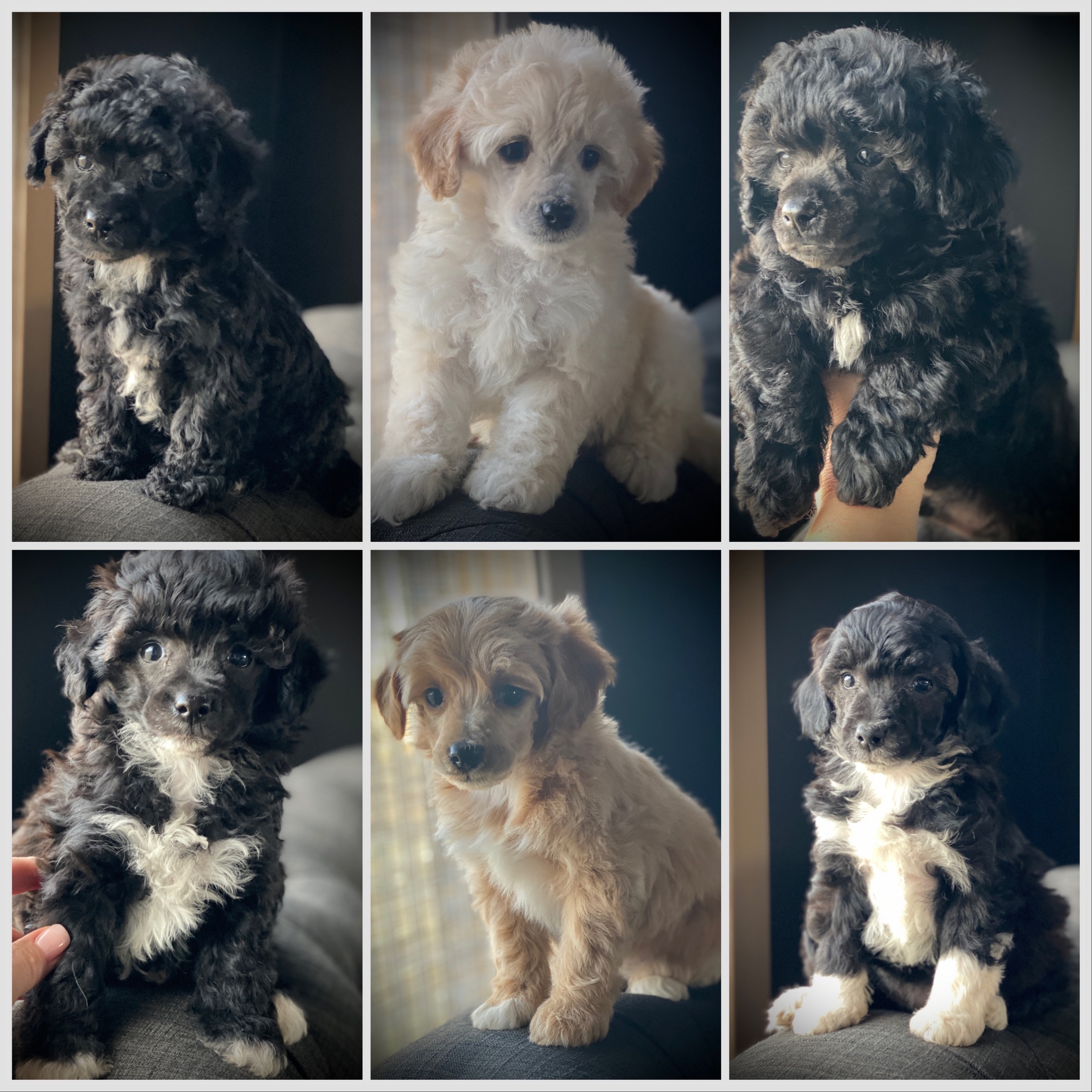 Photo of 10-17 lb YORKIEPOOS | TRUSTED BREEDER 