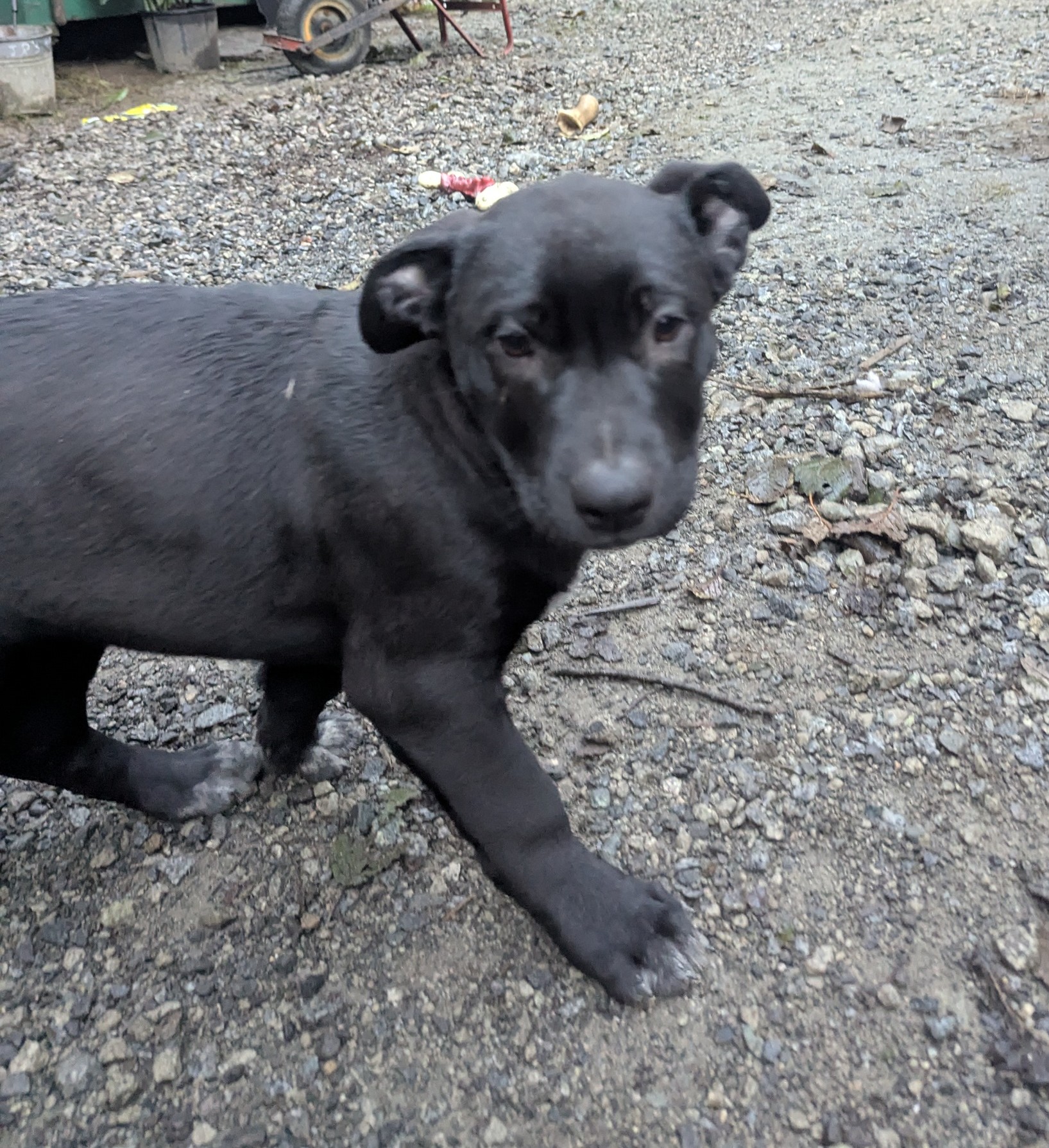 Photo of Puppies looking for forever home 