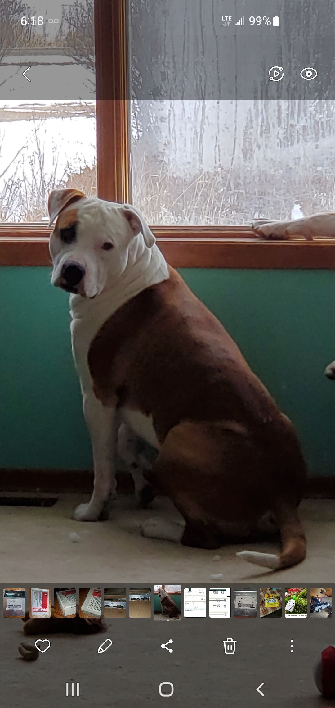 Photo of Pitbull puppies?