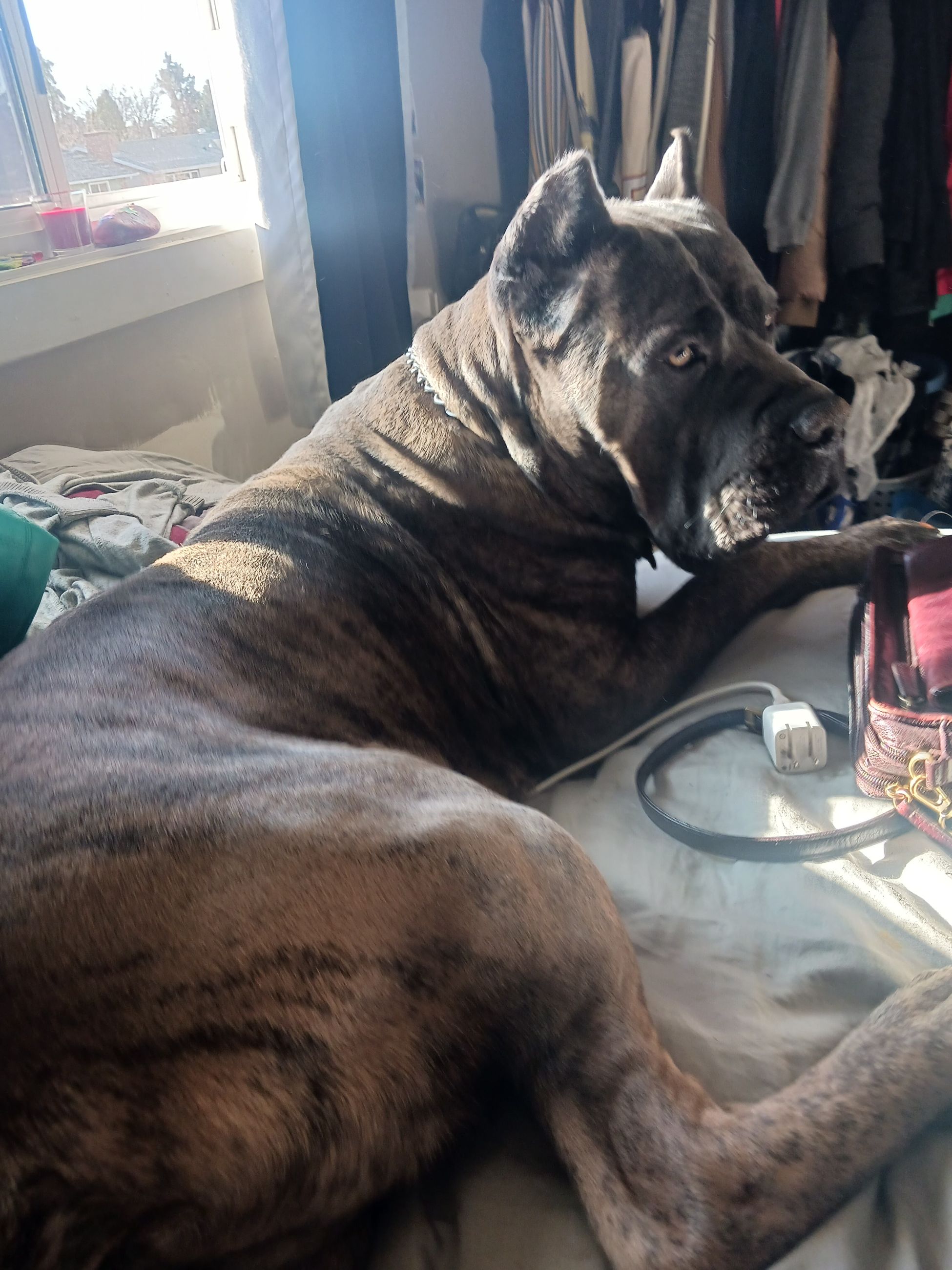 Photo of Intact Cane Corso 