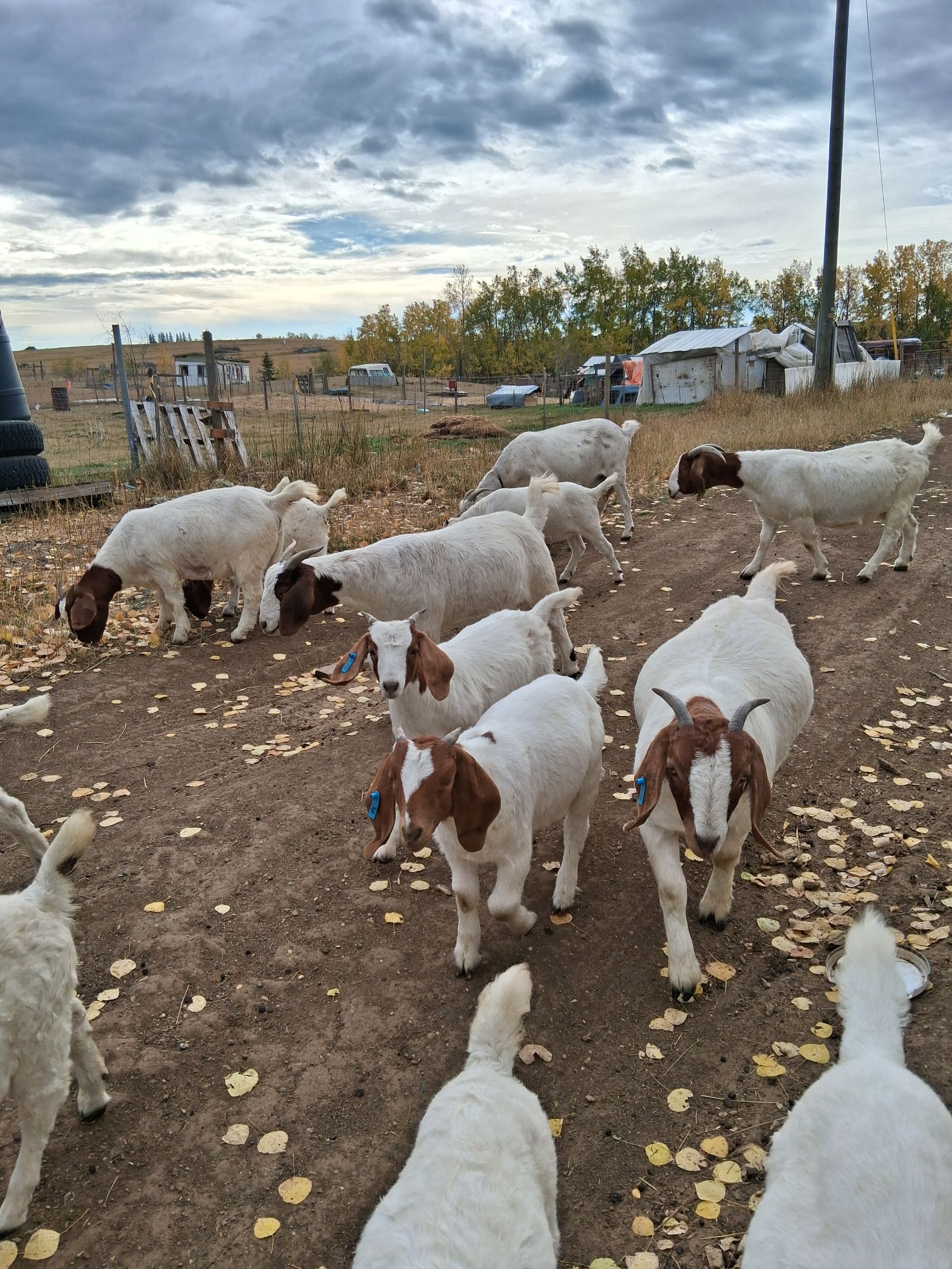 Photo of Purebred Boer Doelings & wethers