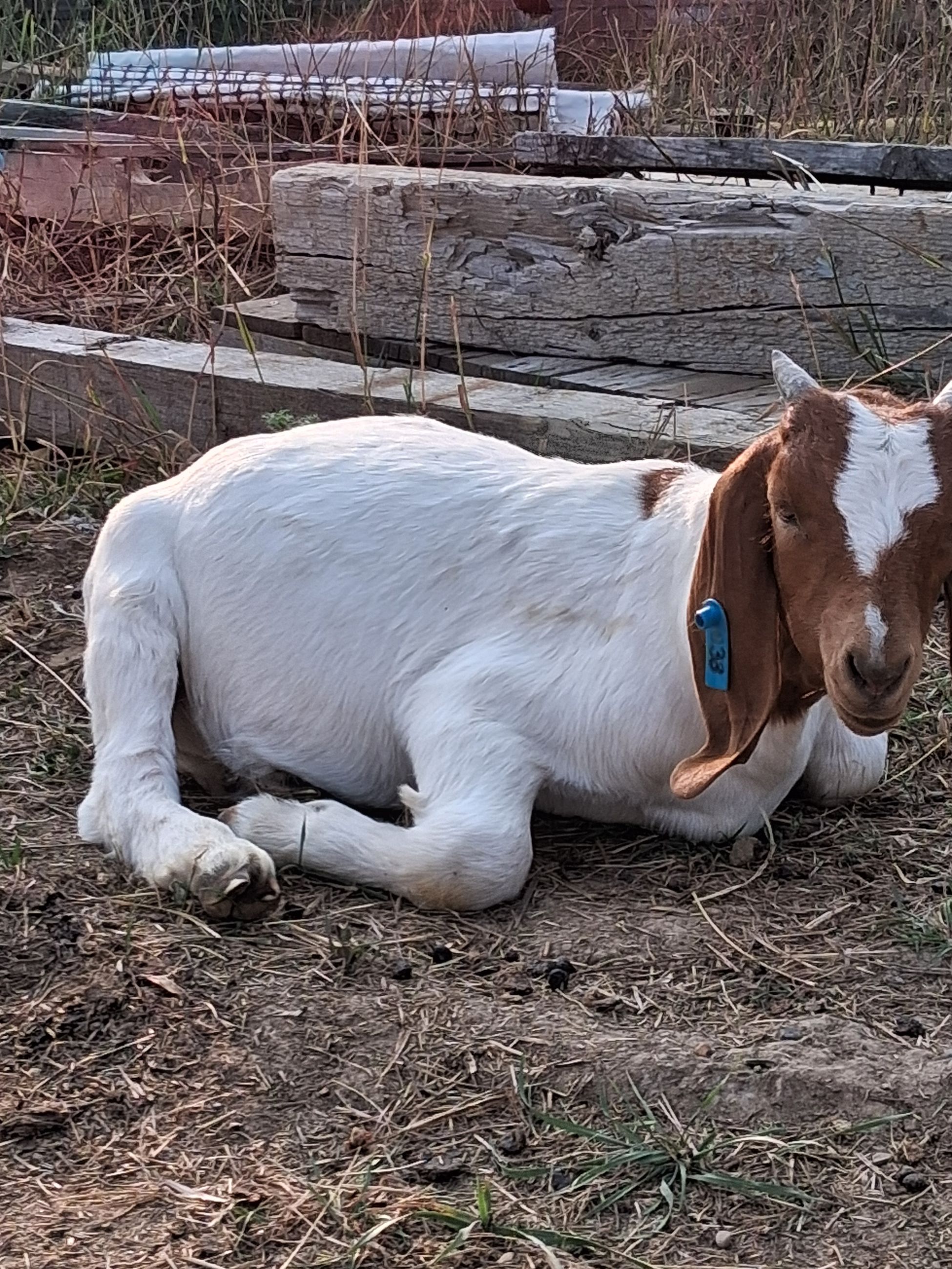Purebred Boer Doelings & wethers - 5 - 1762488650118_1000033266