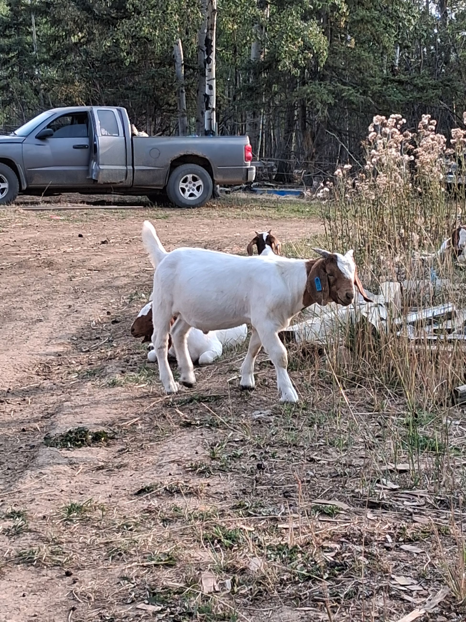Purebred Boer Doelings & wethers - 6 - 1762488650290_1000033262