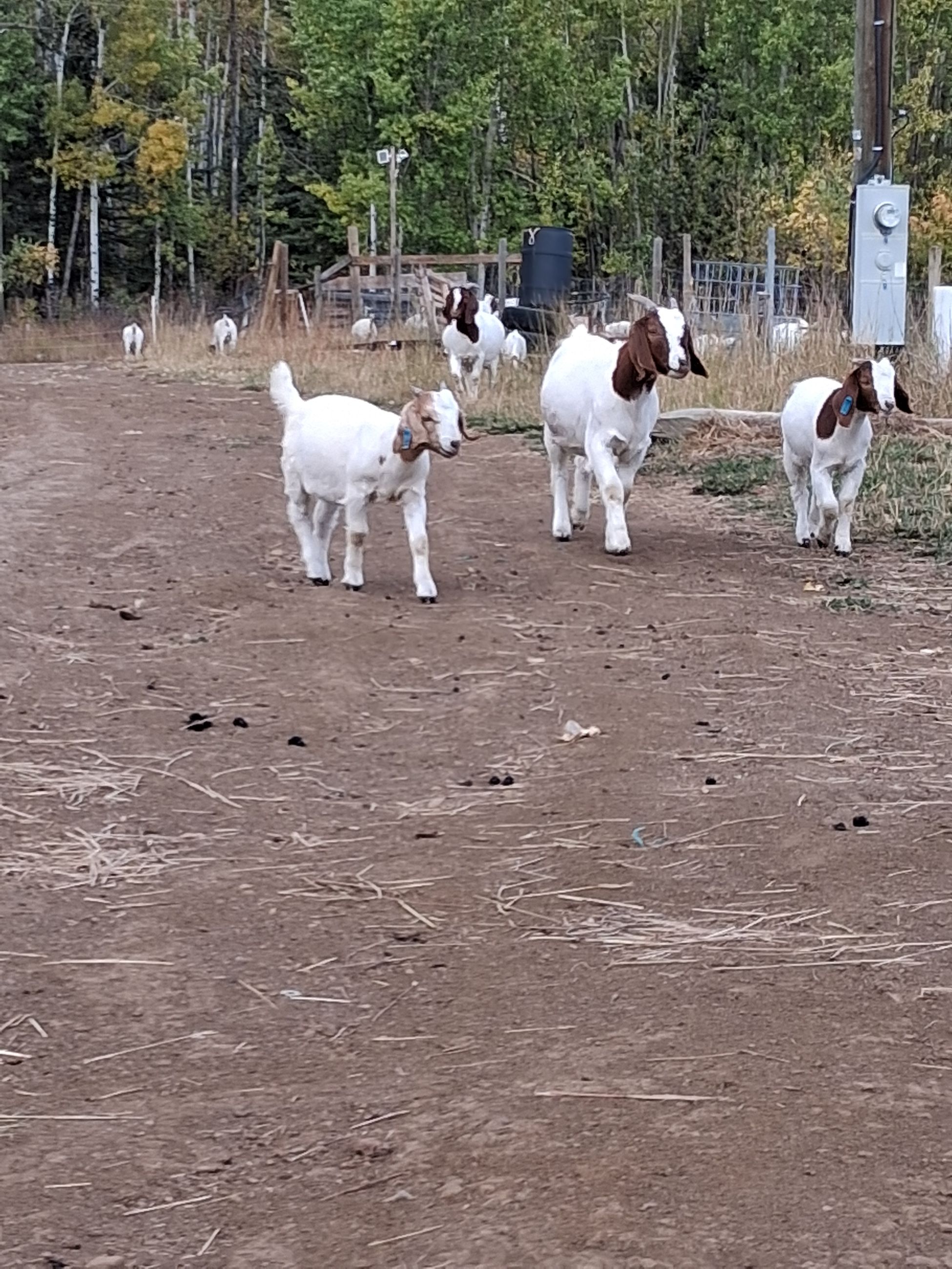 Purebred Boer Doelings & wethers - 4 - 1762488650294_1000033425