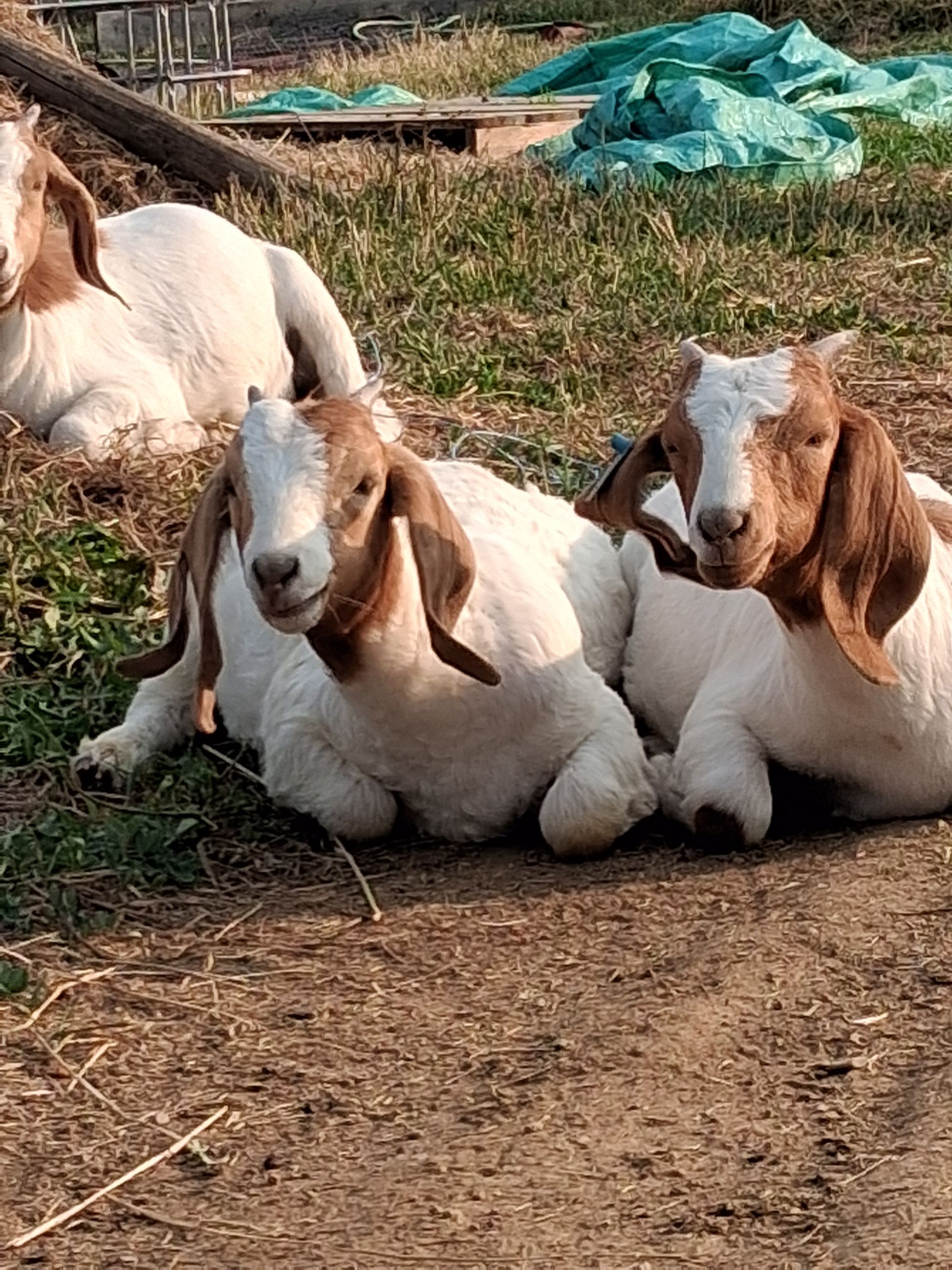 Purebred Boer Doelings & wethers - 7 - 1762488650403_1000033244