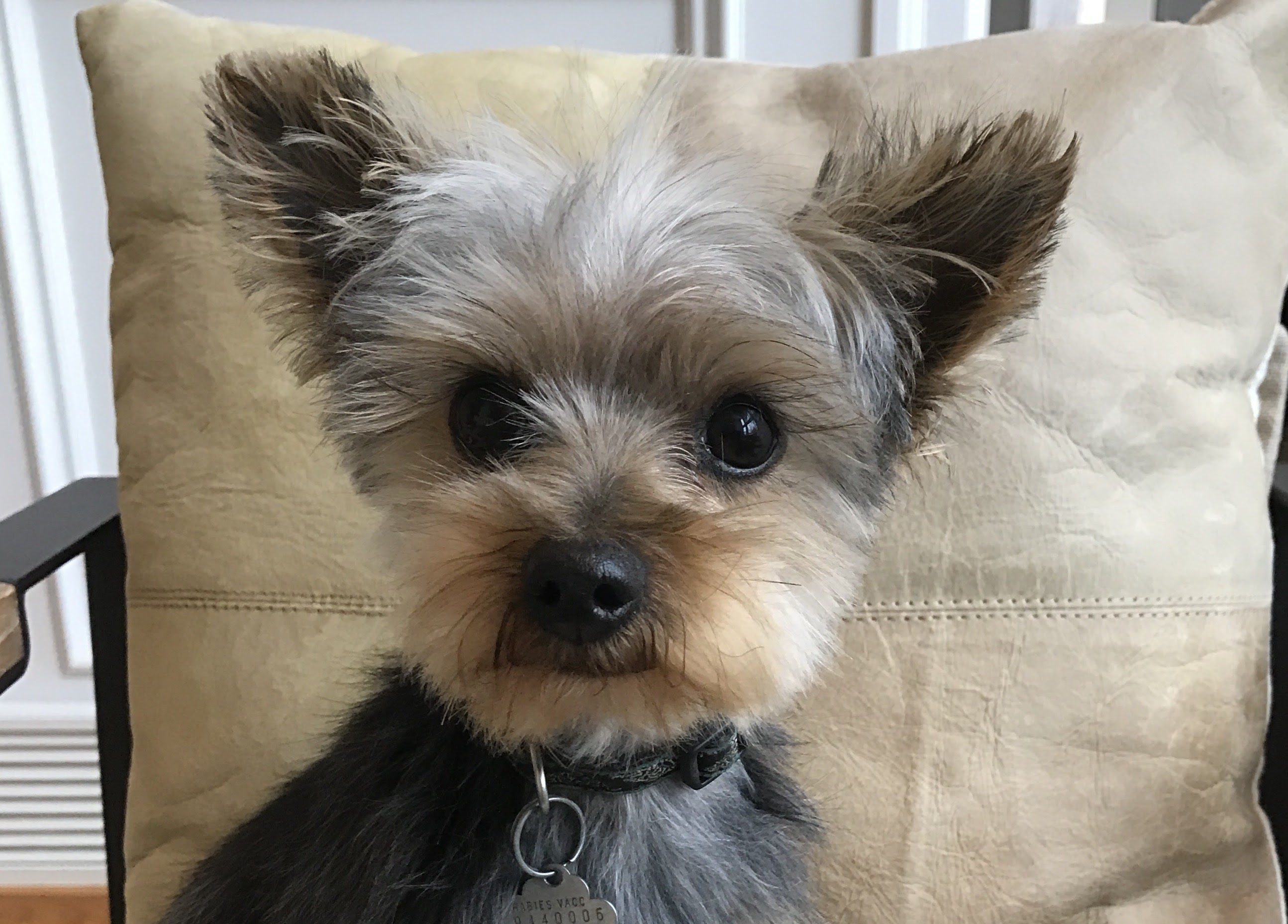 Photo of Yorkie