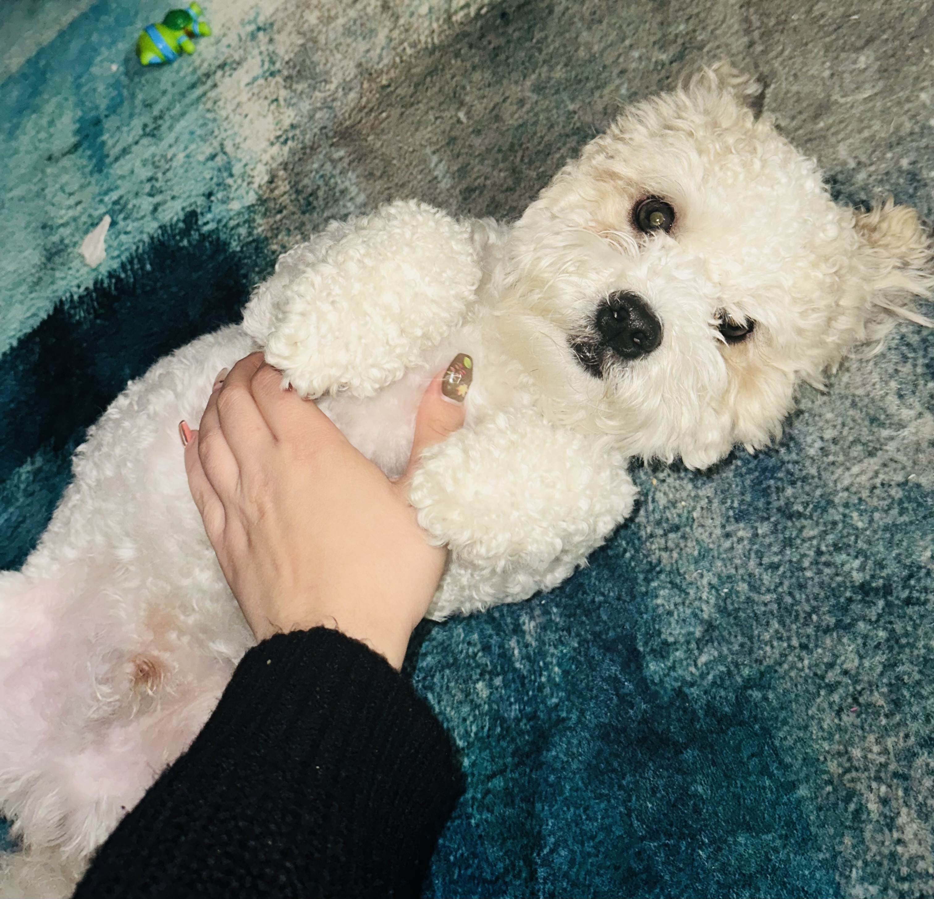 Photo of Shih-tzu/Bichon Stud