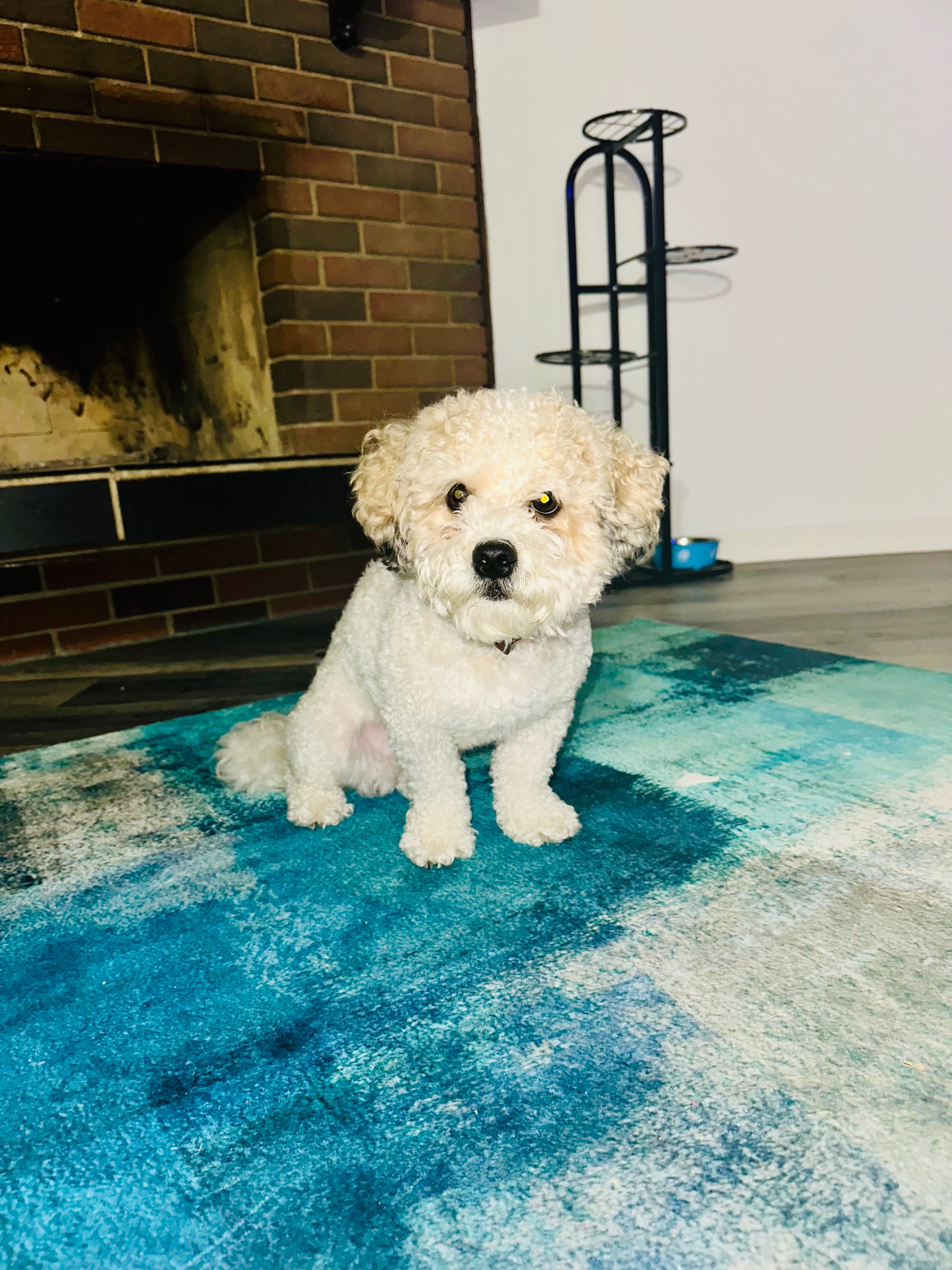 Photo of Shih-tzu/Bichon Stud