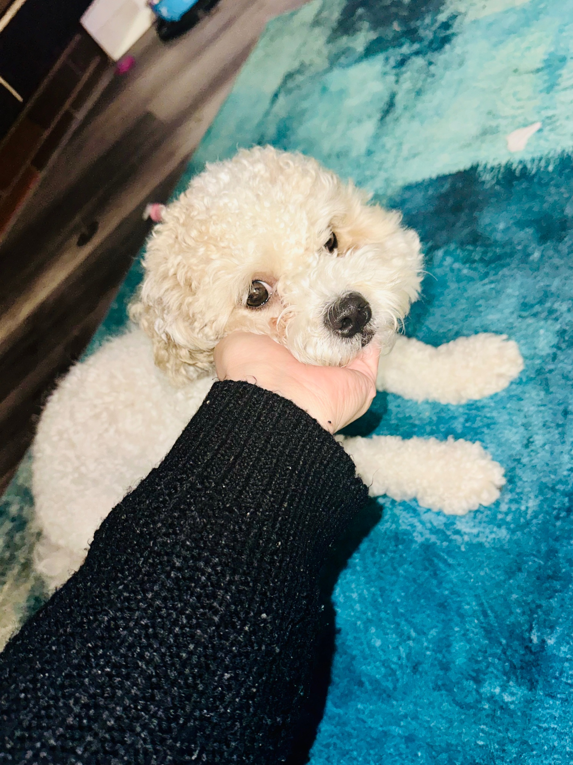 Photo of Shih-tzu/Bichon Stud