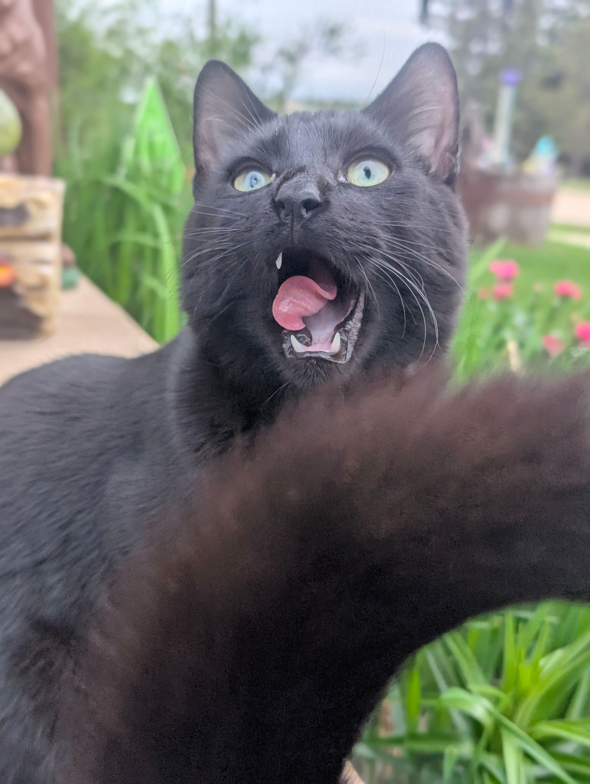 Photo of Black cats, 1 year old, 3 neutered males, 2 females. 