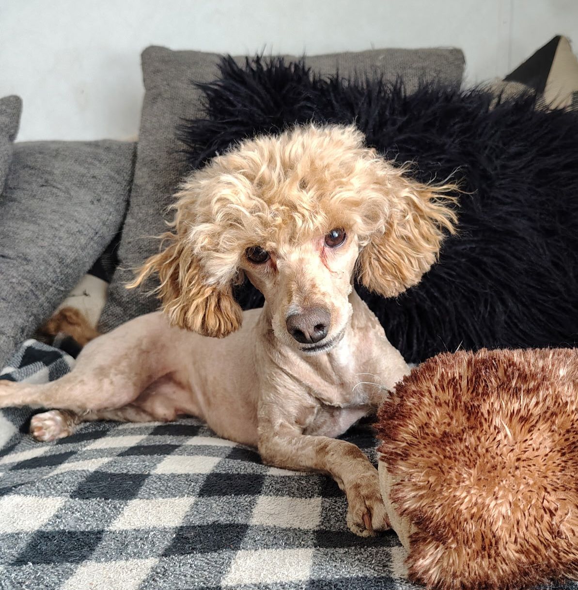 Photo of Miniature poodle 