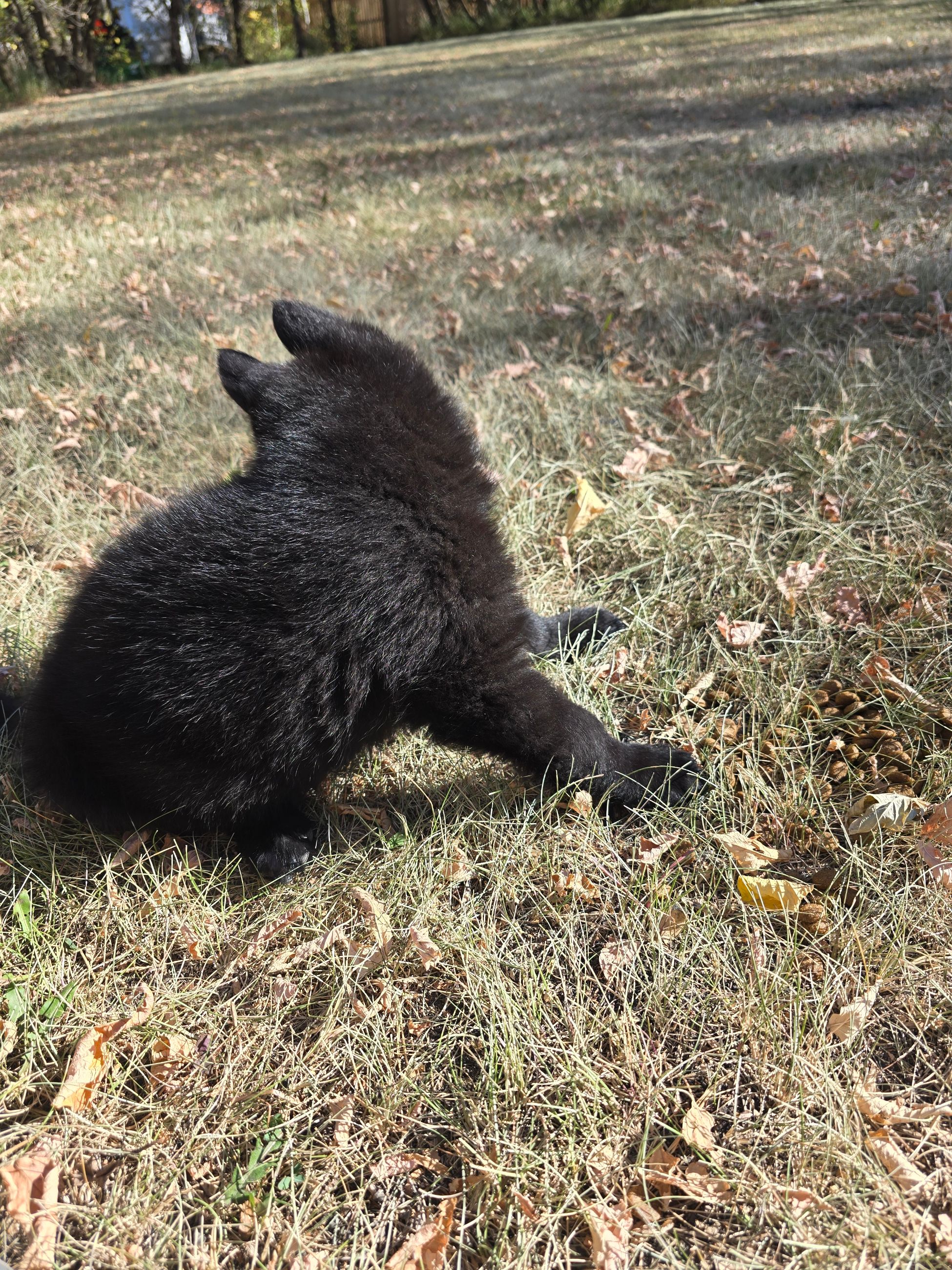 Photo of 1 remaining pure black german shepard male.