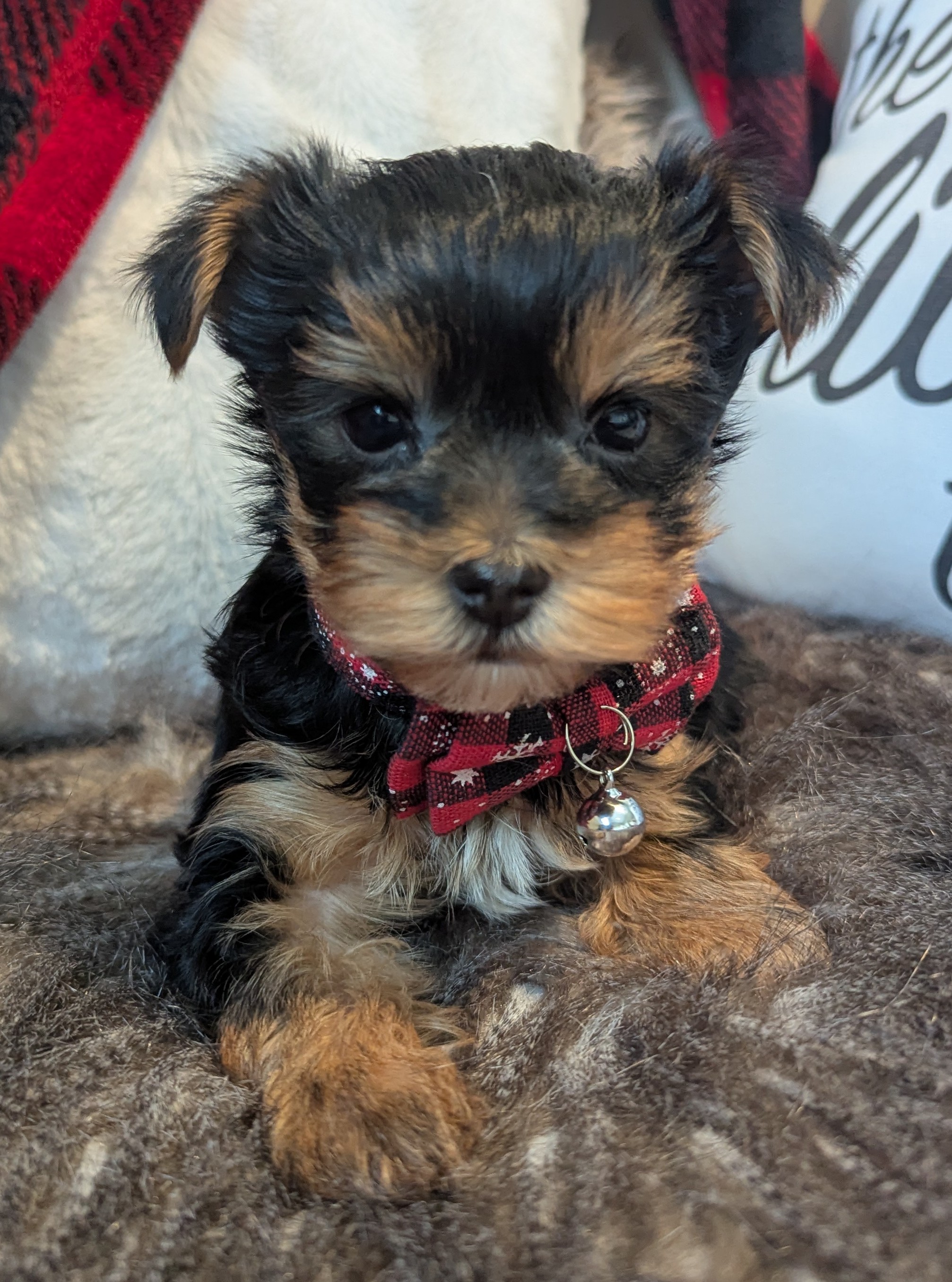Photo of Yorkie puppies 