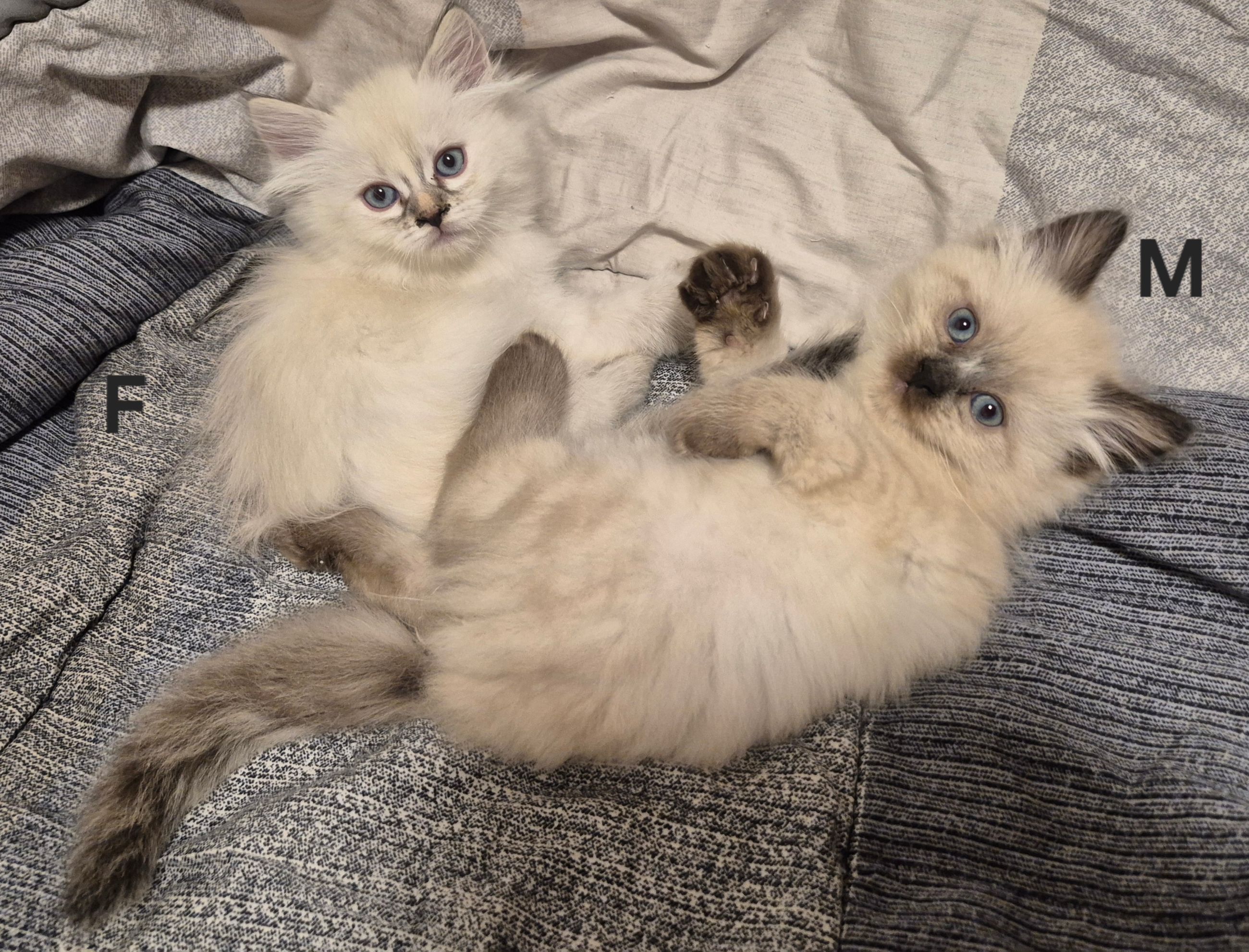 kittens - 4 - 1762804323183_1000024003