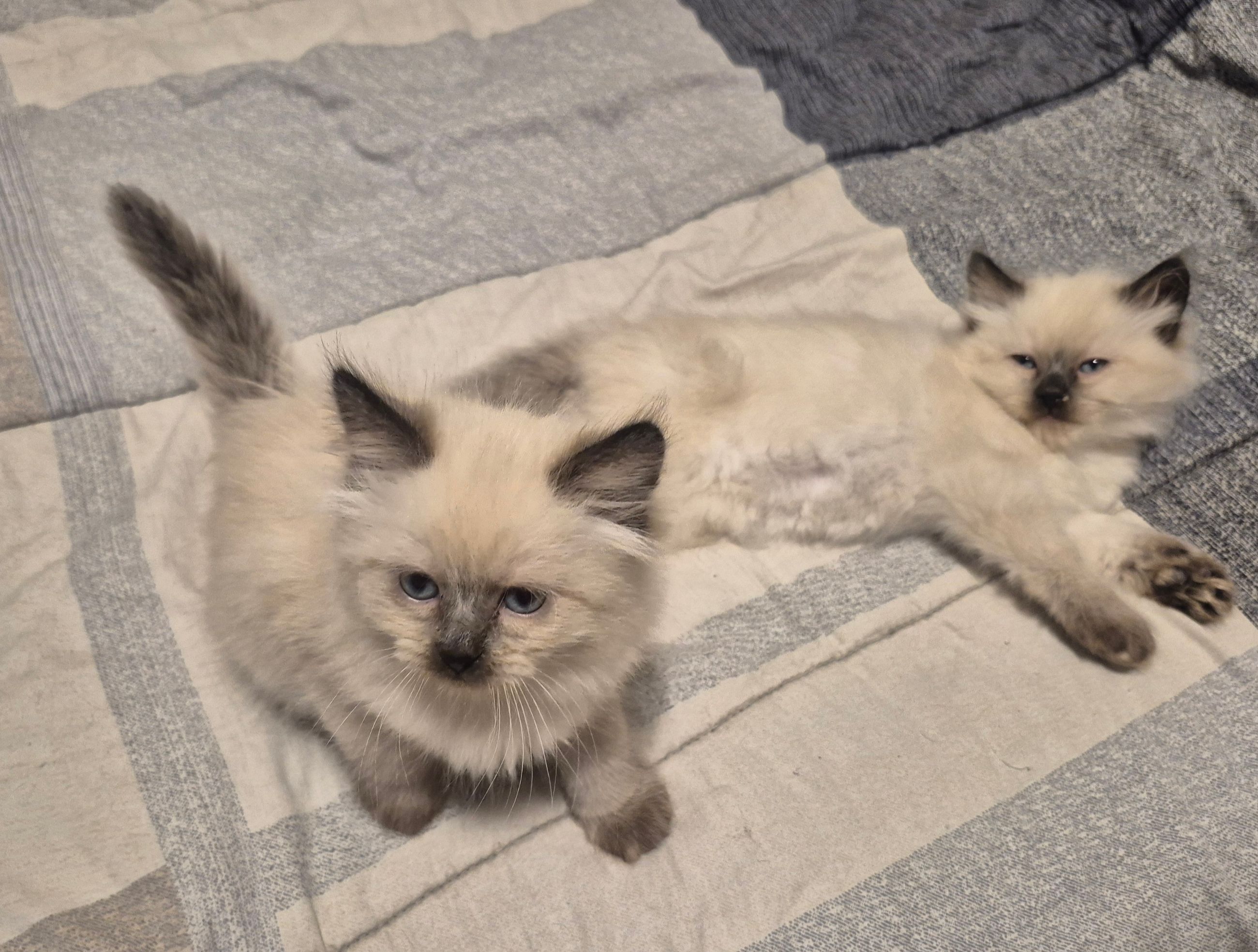 kittens - 8 - 1762804323200_1000023937