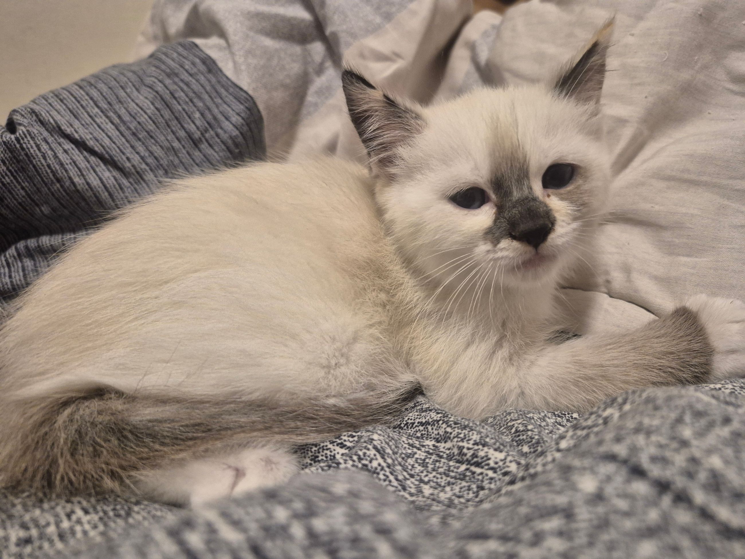 kittens - 7 - 1762804323244_1000023983