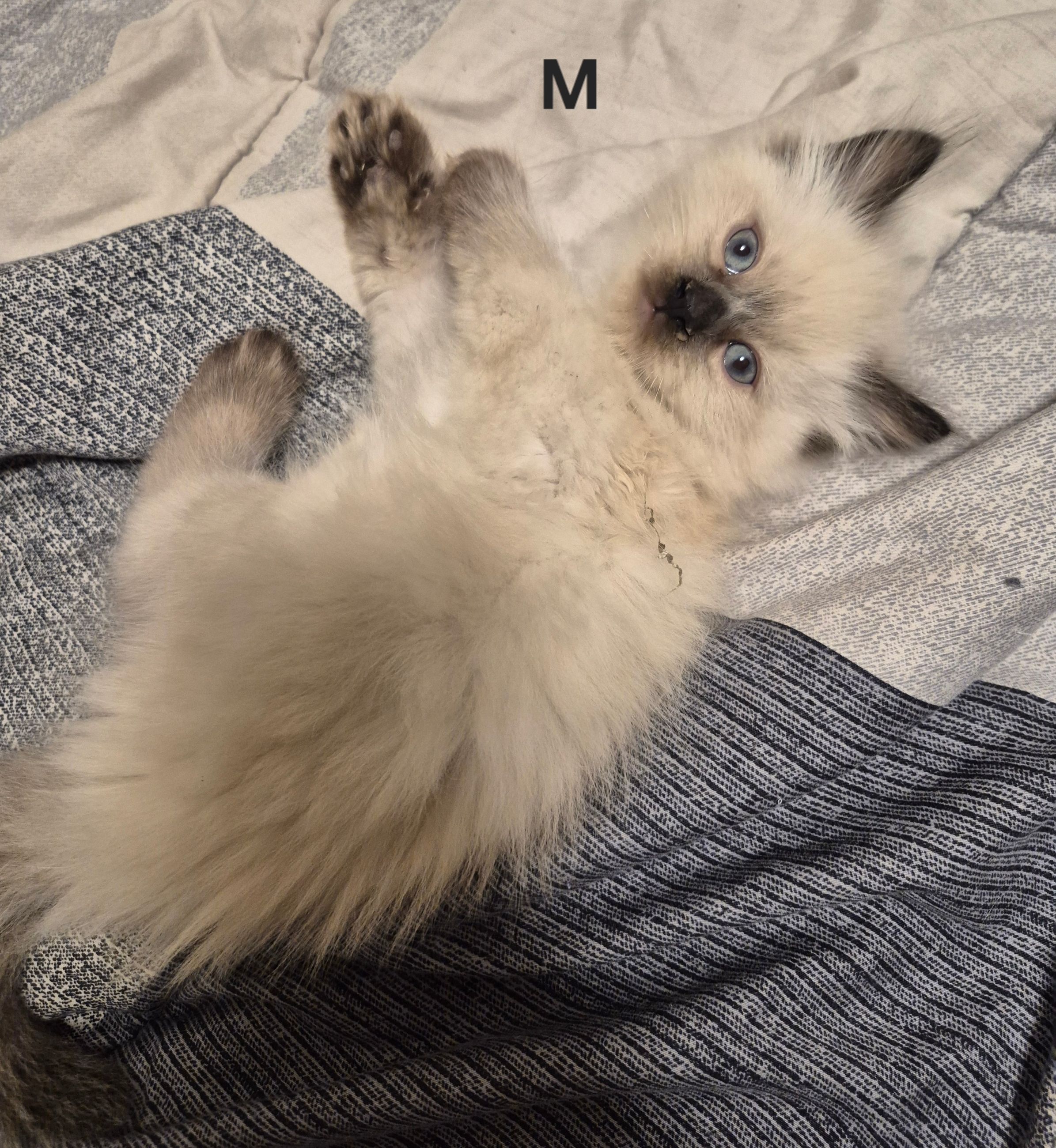 kittens - 6 - 1762804323259_1000023997