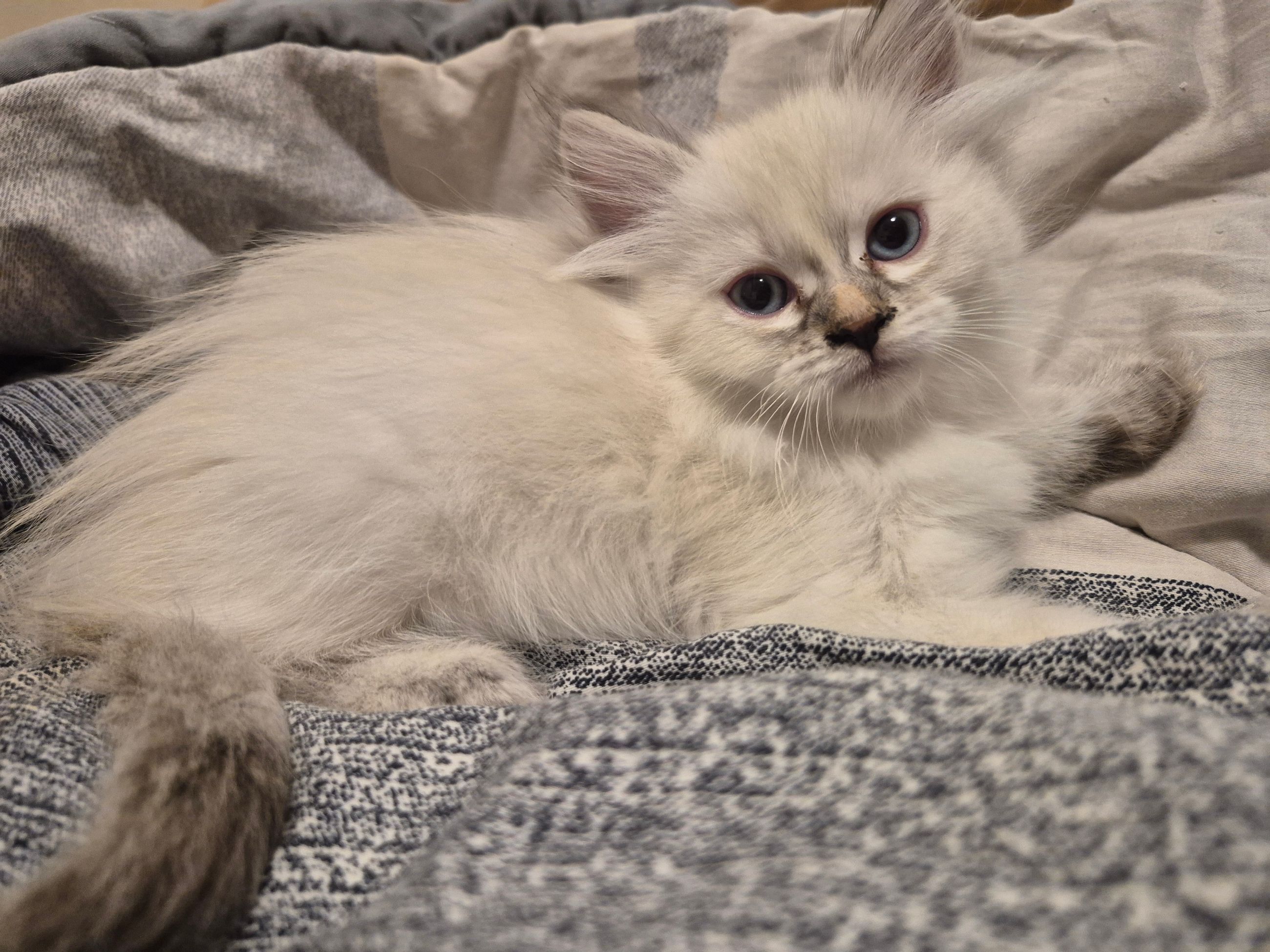 kittens - 5 - 1762804323270_1000023995