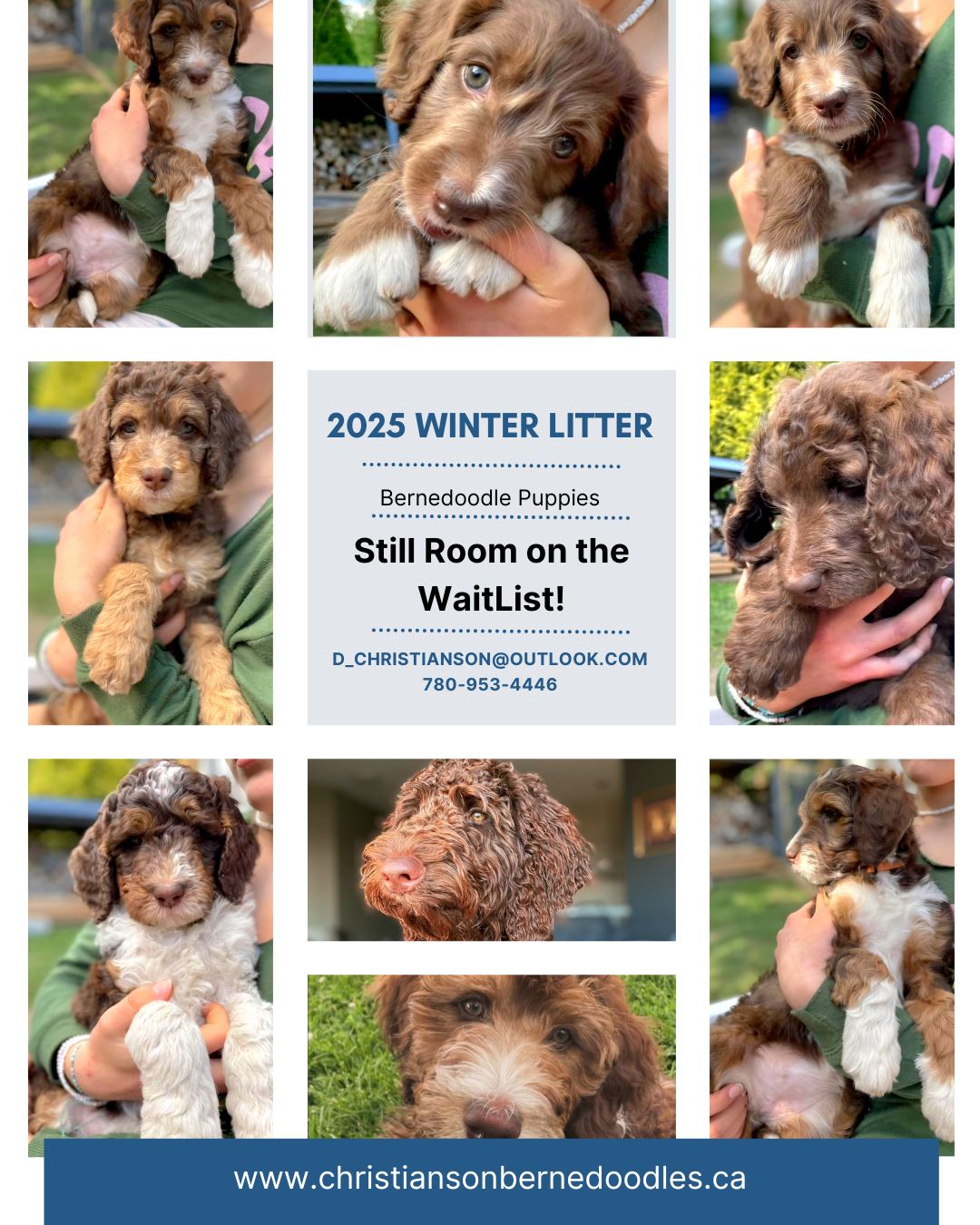 Photo of Bernedoodle Puppies (Standard Size)