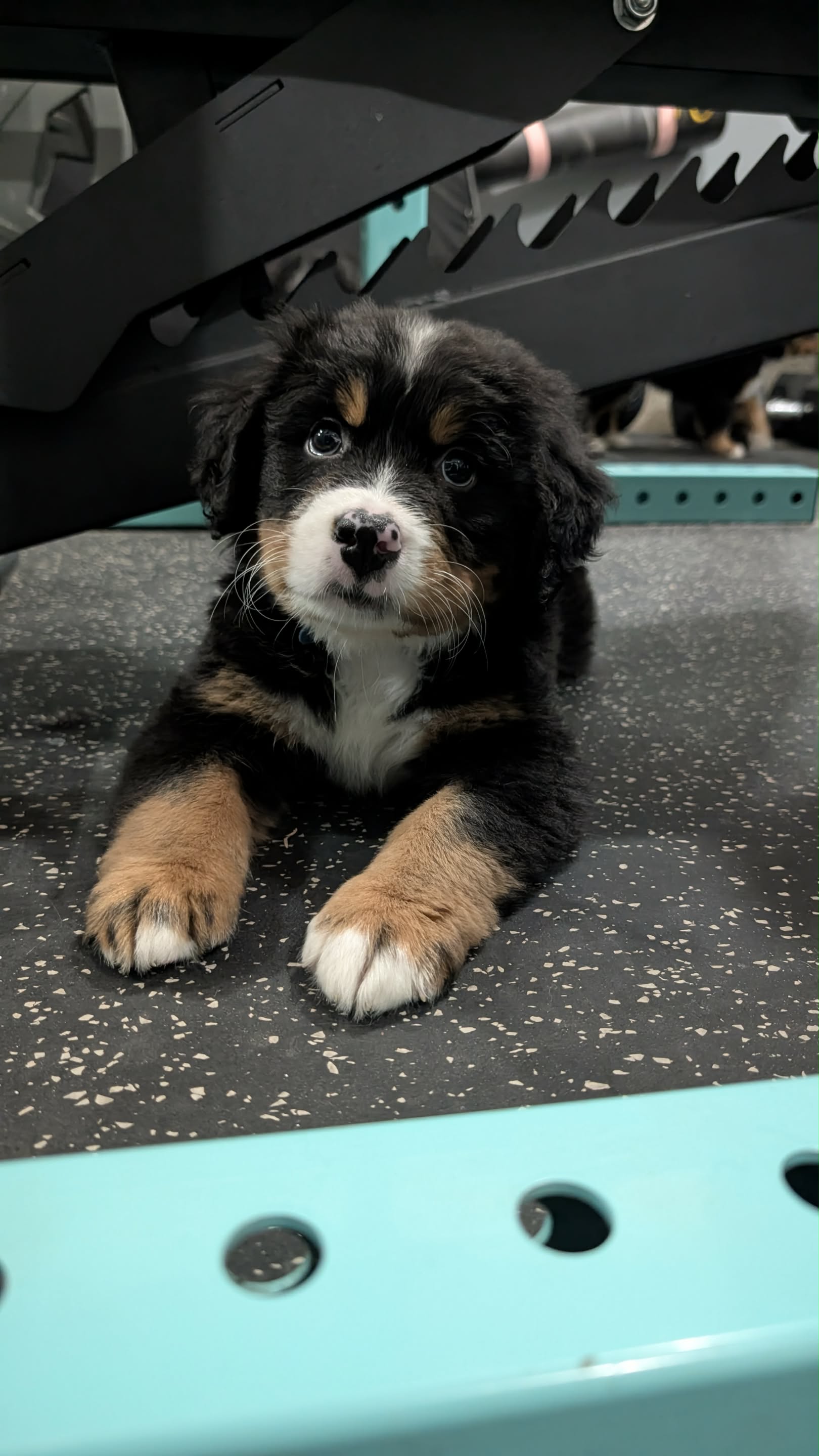 Photo of Pure Bernese Mountain Dog Puppy