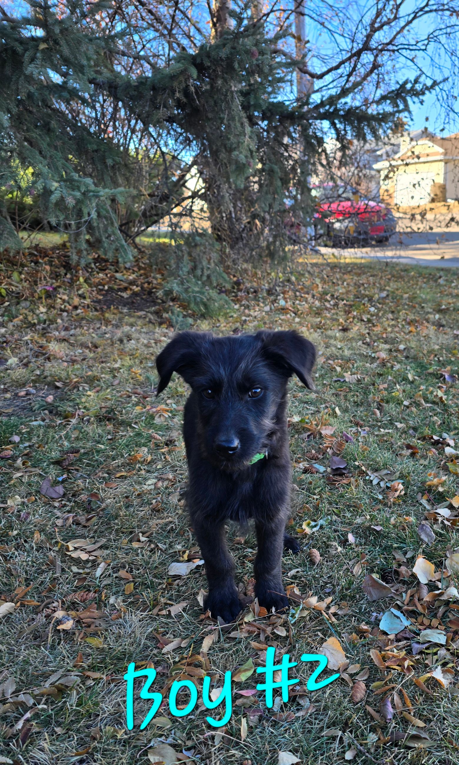 Photo of CHRISTMAS!! - Shepadoodle Puppies