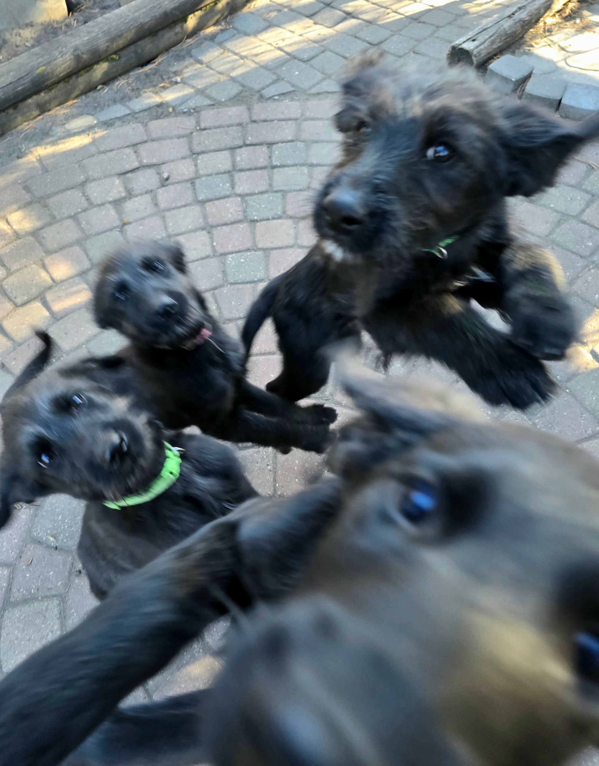 Photo of CHRISTMAS!! - Shepadoodle Puppies