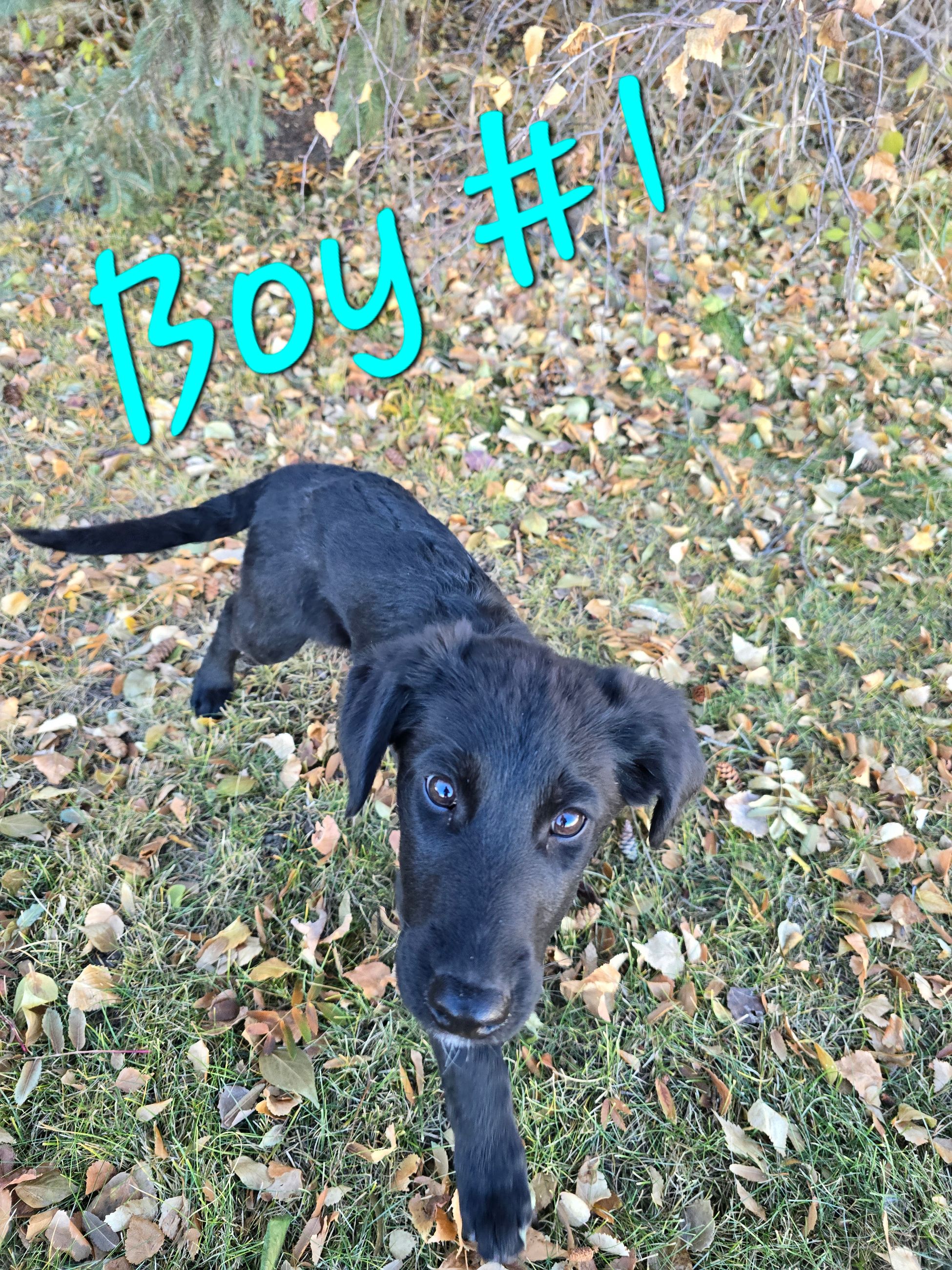 Photo of CHRISTMAS!! - Shepadoodle Puppies