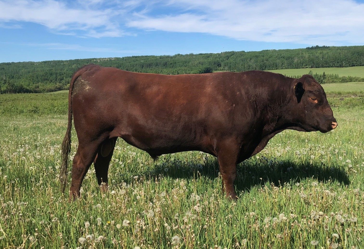 Photo of Red Poll Bulls