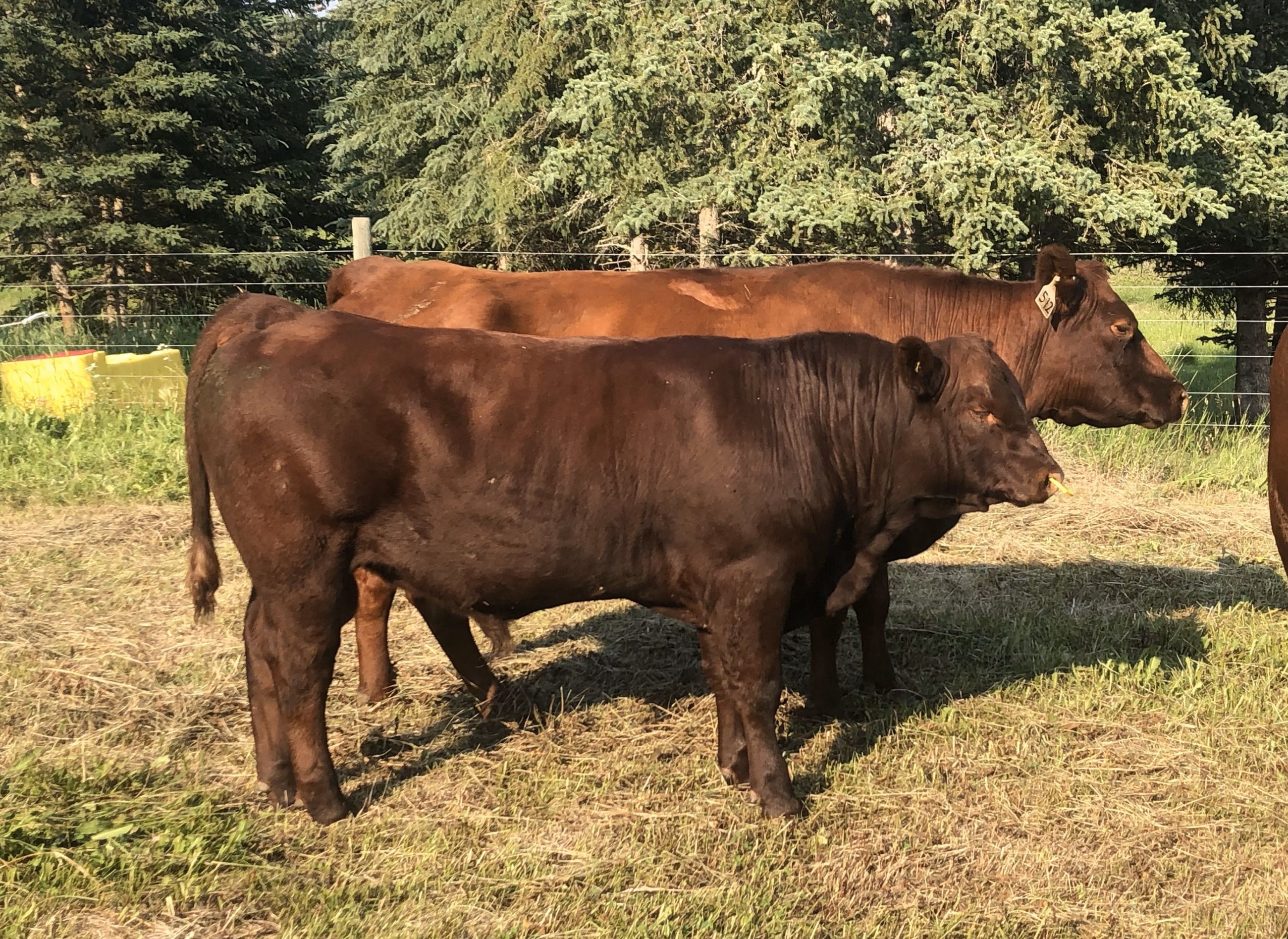 Photo of Red Poll Bulls