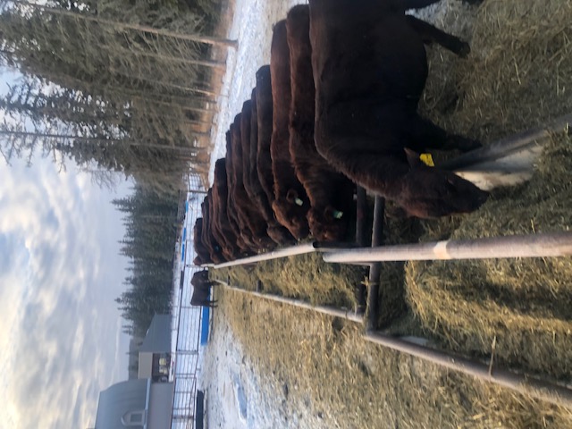 Photo of Red Poll Bulls