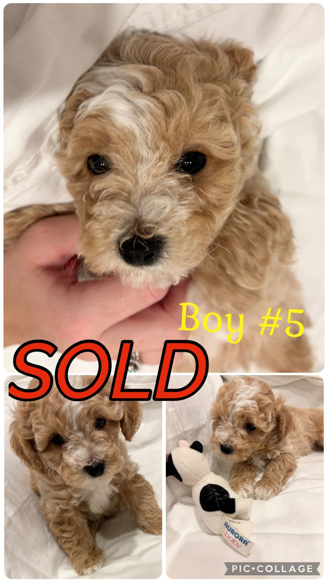 ONLY 2 Left!!! Adorable Bichon/Poodle (Poochon) Puppies!!!  - 6 - 1762922673653_IMG_1286