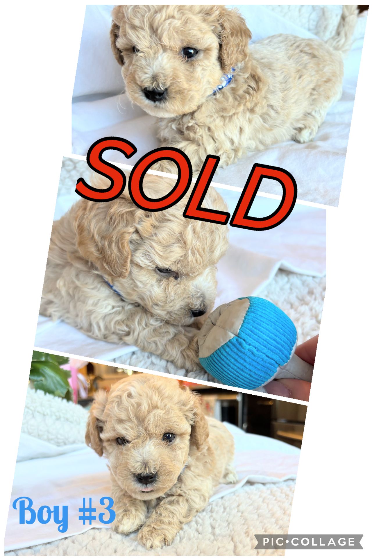 ONLY 2 Left!!! Adorable Bichon/Poodle (Poochon) Puppies!!!  - 4 - 1762922673714_IMG_1285