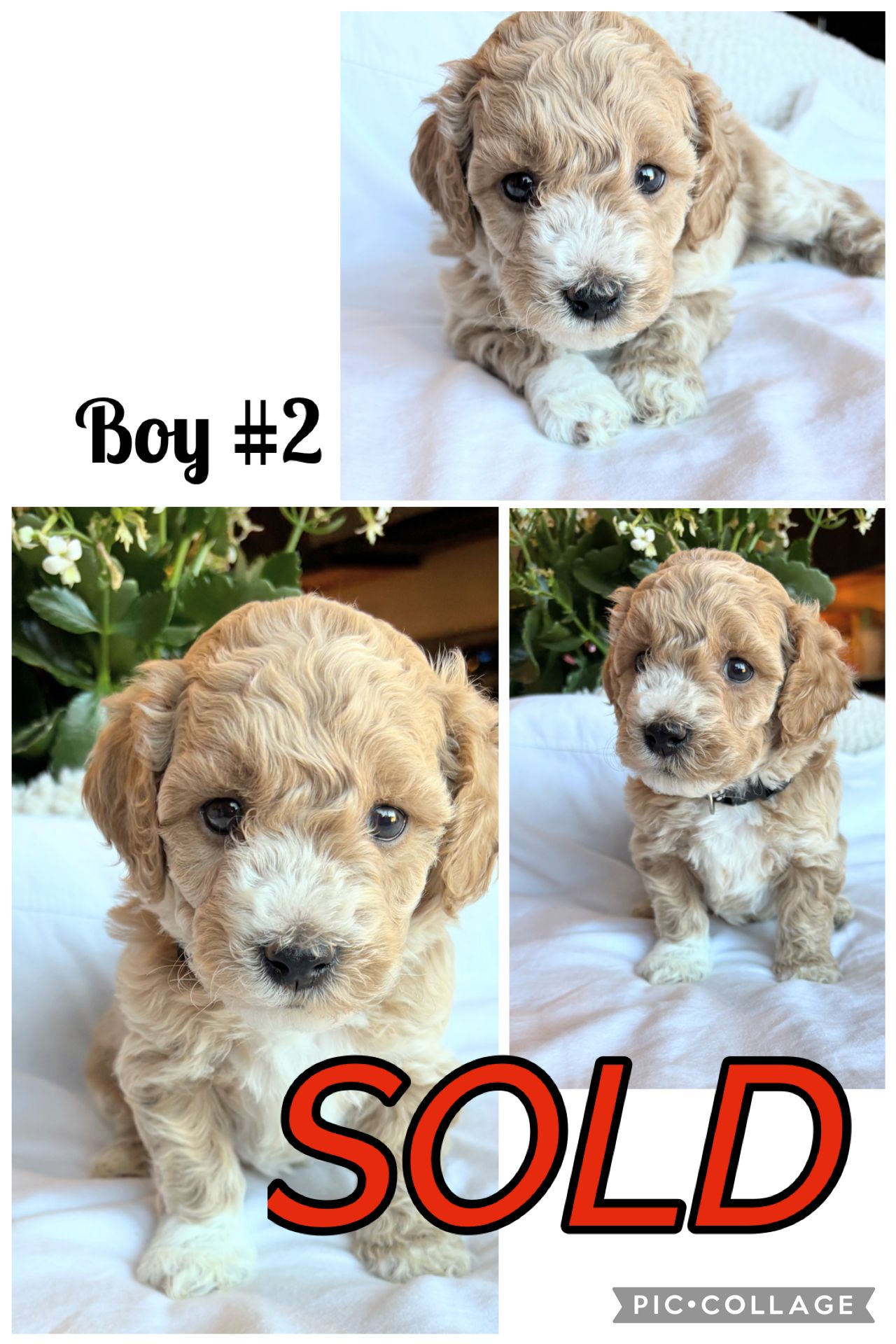 ONLY 2 Left!!! Adorable Bichon/Poodle (Poochon) Puppies!!!  - 3 - 1762922673732_IMG_1284