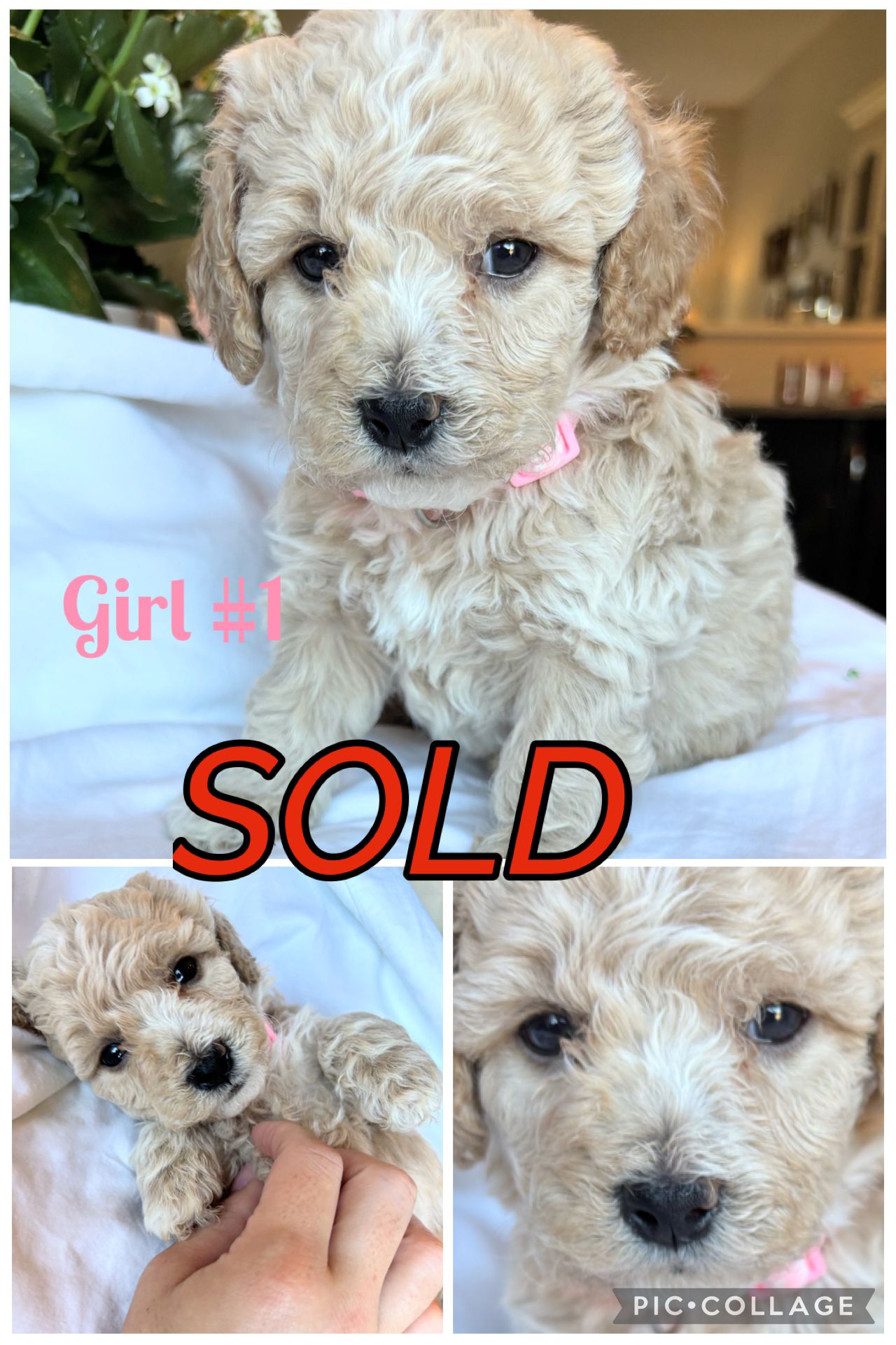 ONLY 2 Left!!! Adorable Bichon/Poodle (Poochon) Puppies!!!  - 7 - 1762922685000_IMG_1283