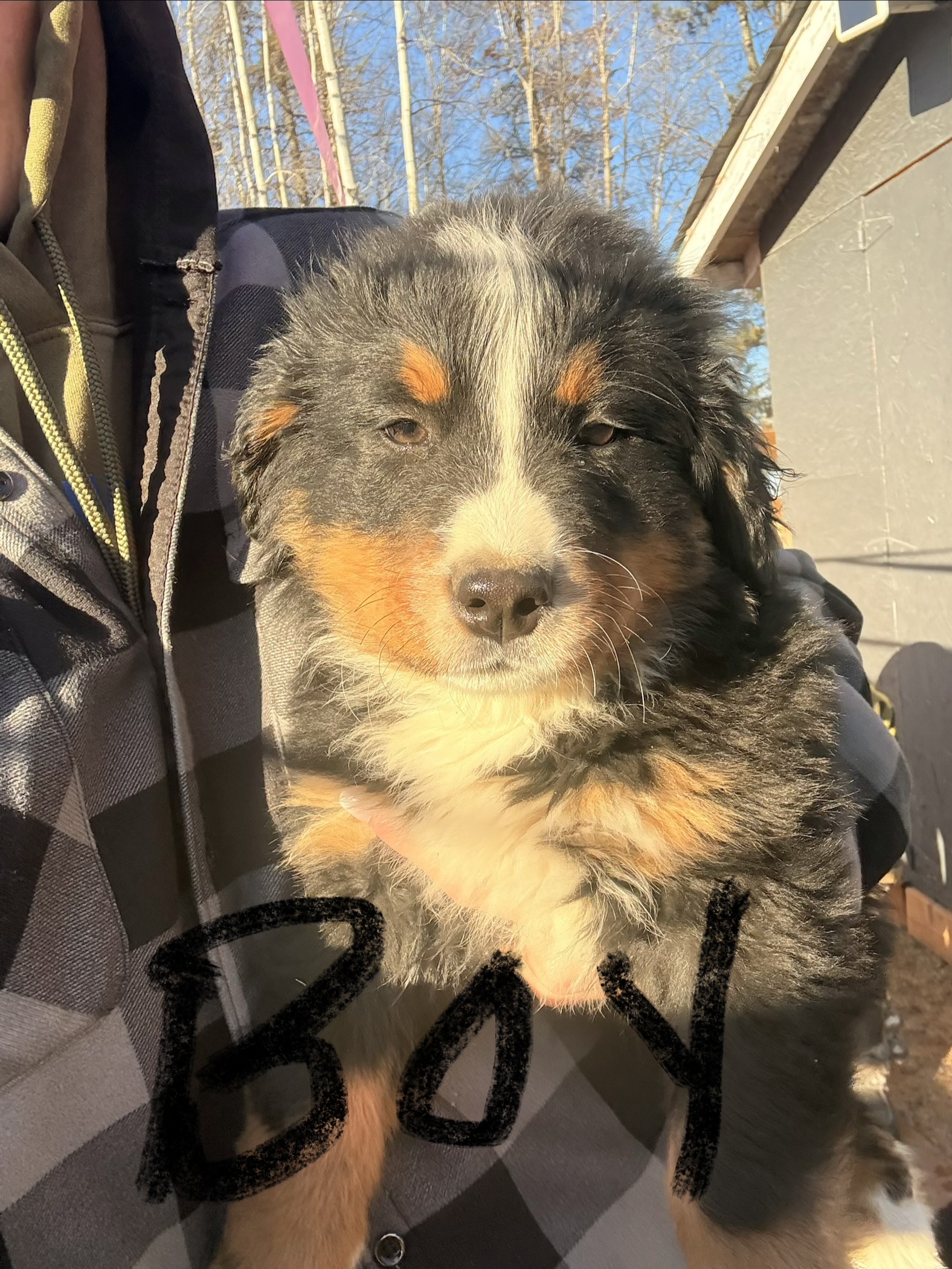 Photo of READY NOW - Bernese Mountain Dog Puppies
