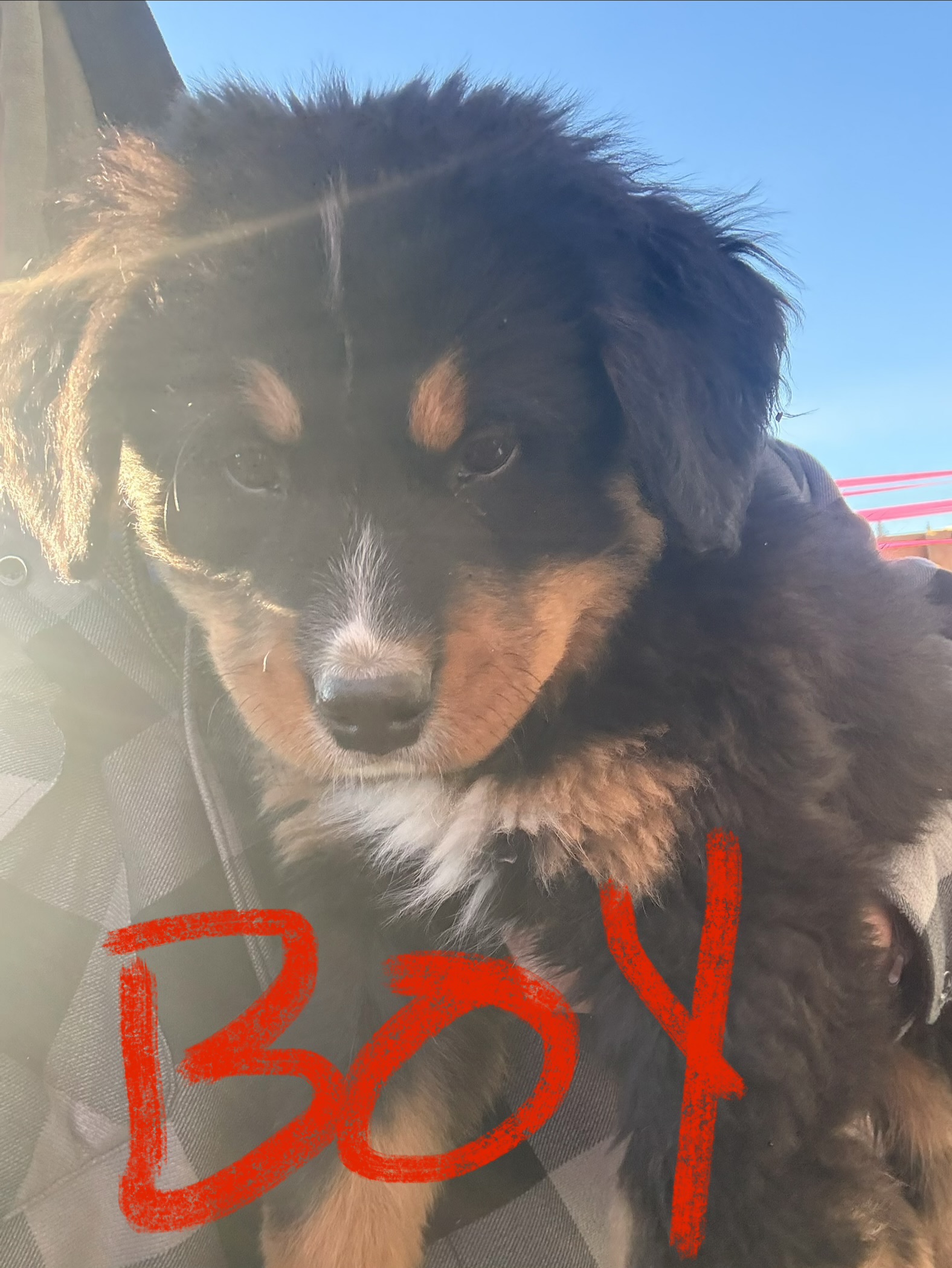 READY NOW - Bernese Mountain Dog Puppies - 2 - 1762955643602_IMG_2577