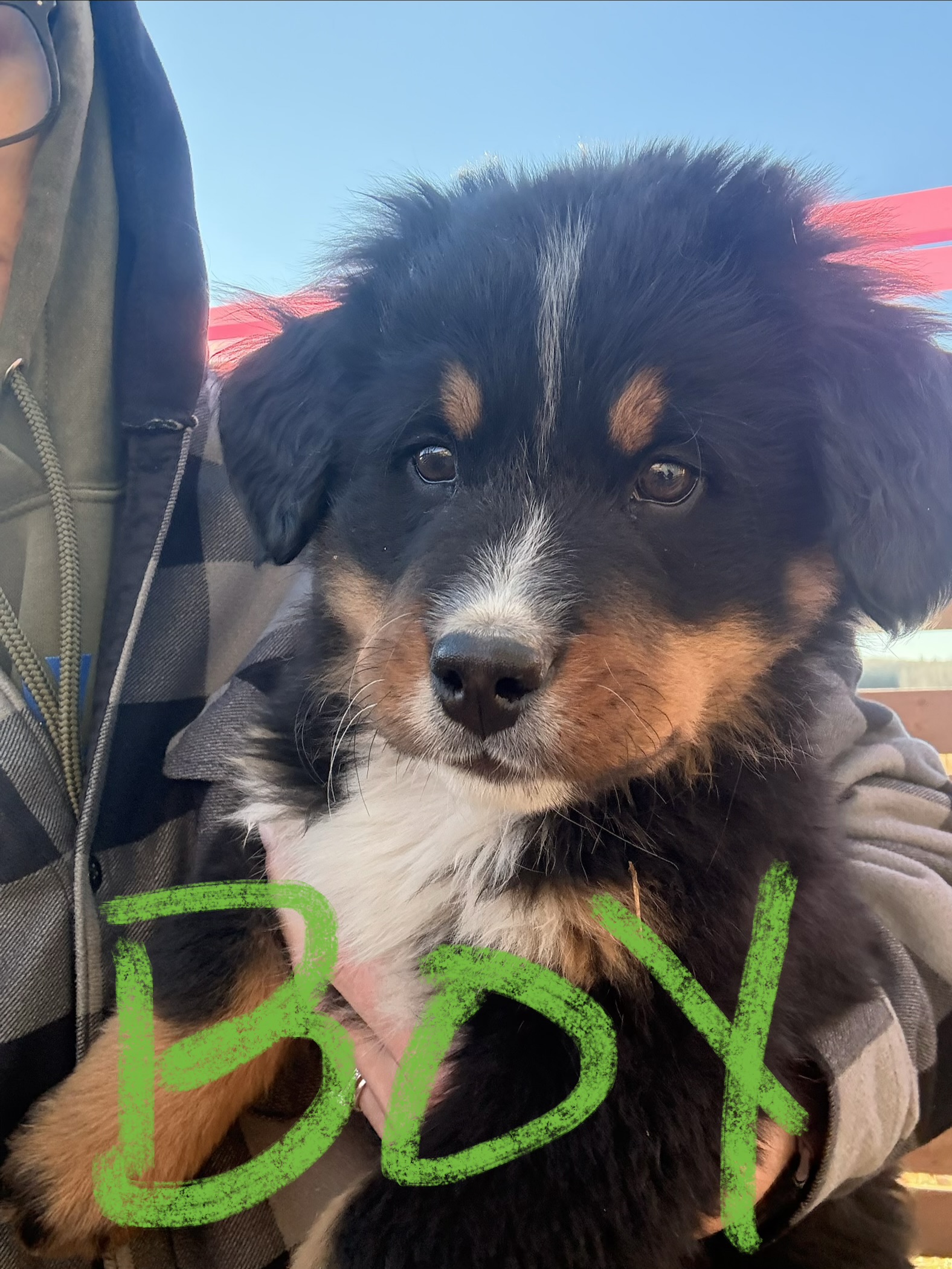 READY NOW - Bernese Mountain Dog Puppies - 3 - 1762955643640_IMG_2575