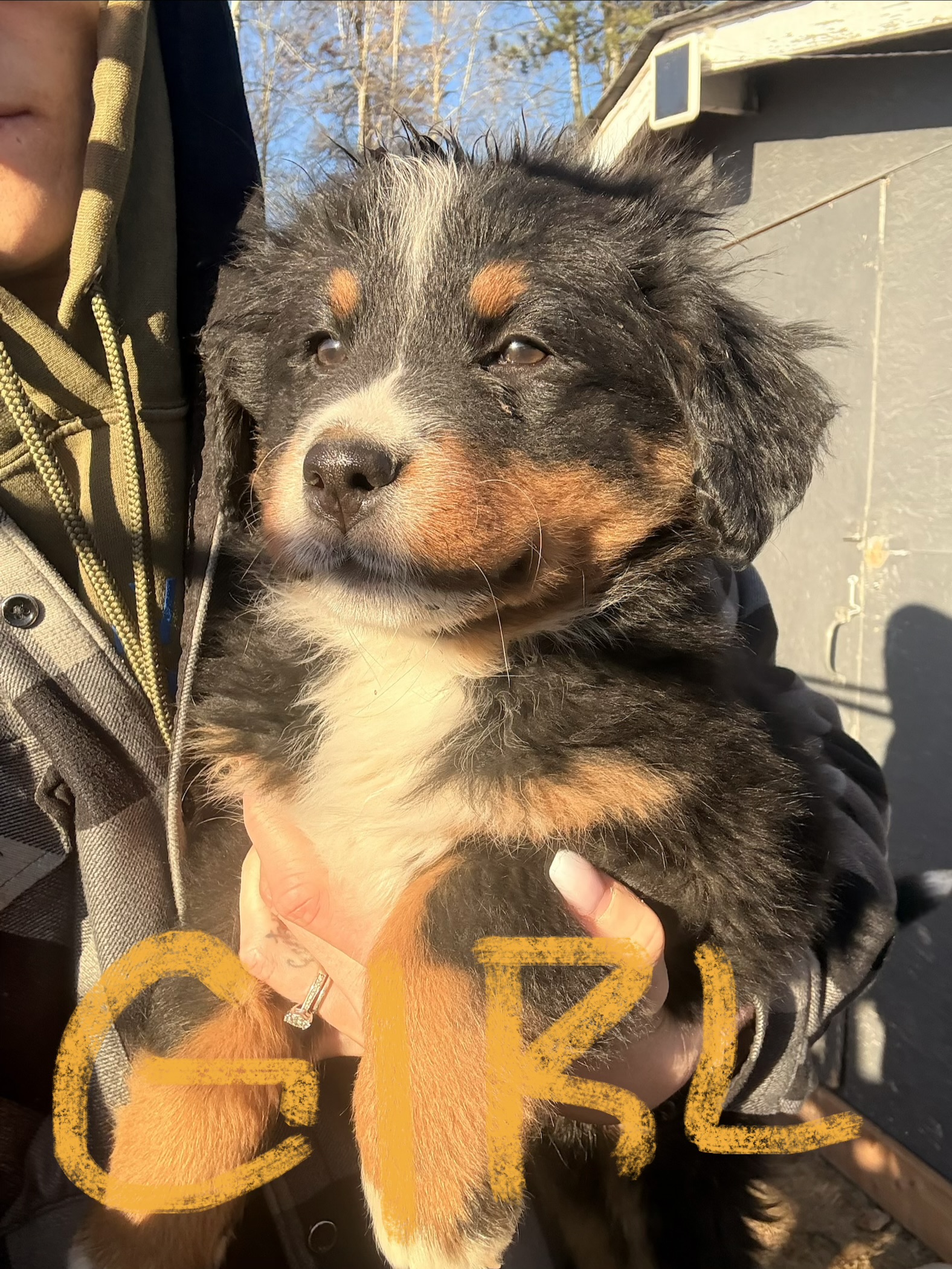 READY NOW - Bernese Mountain Dog Puppies - 4 - 1762955643661_IMG_2574