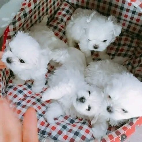 Photo of Stunning Purebred Maltese Boys & Girls Puppies For Sale.