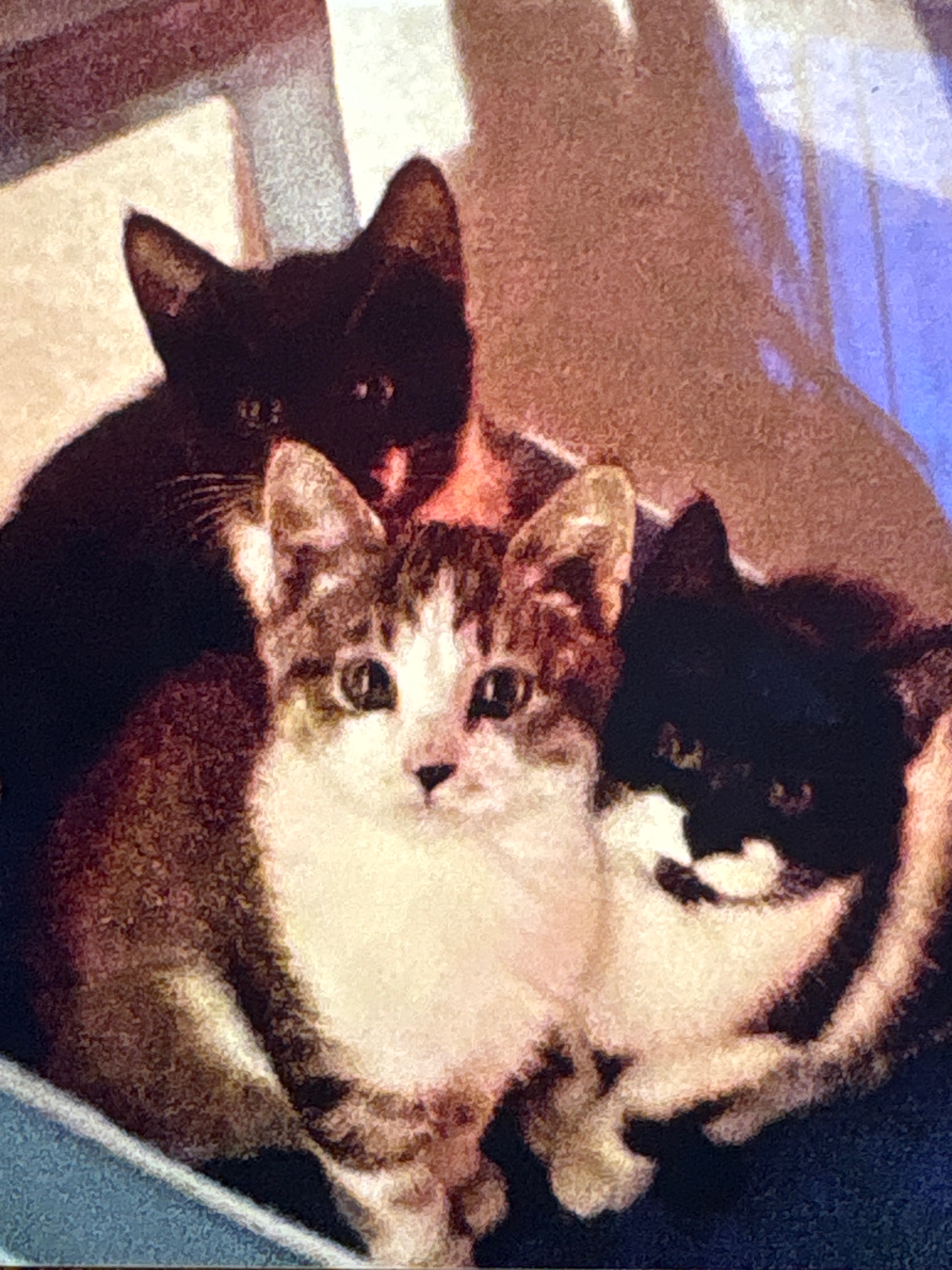 Photo of Cat and kittens 