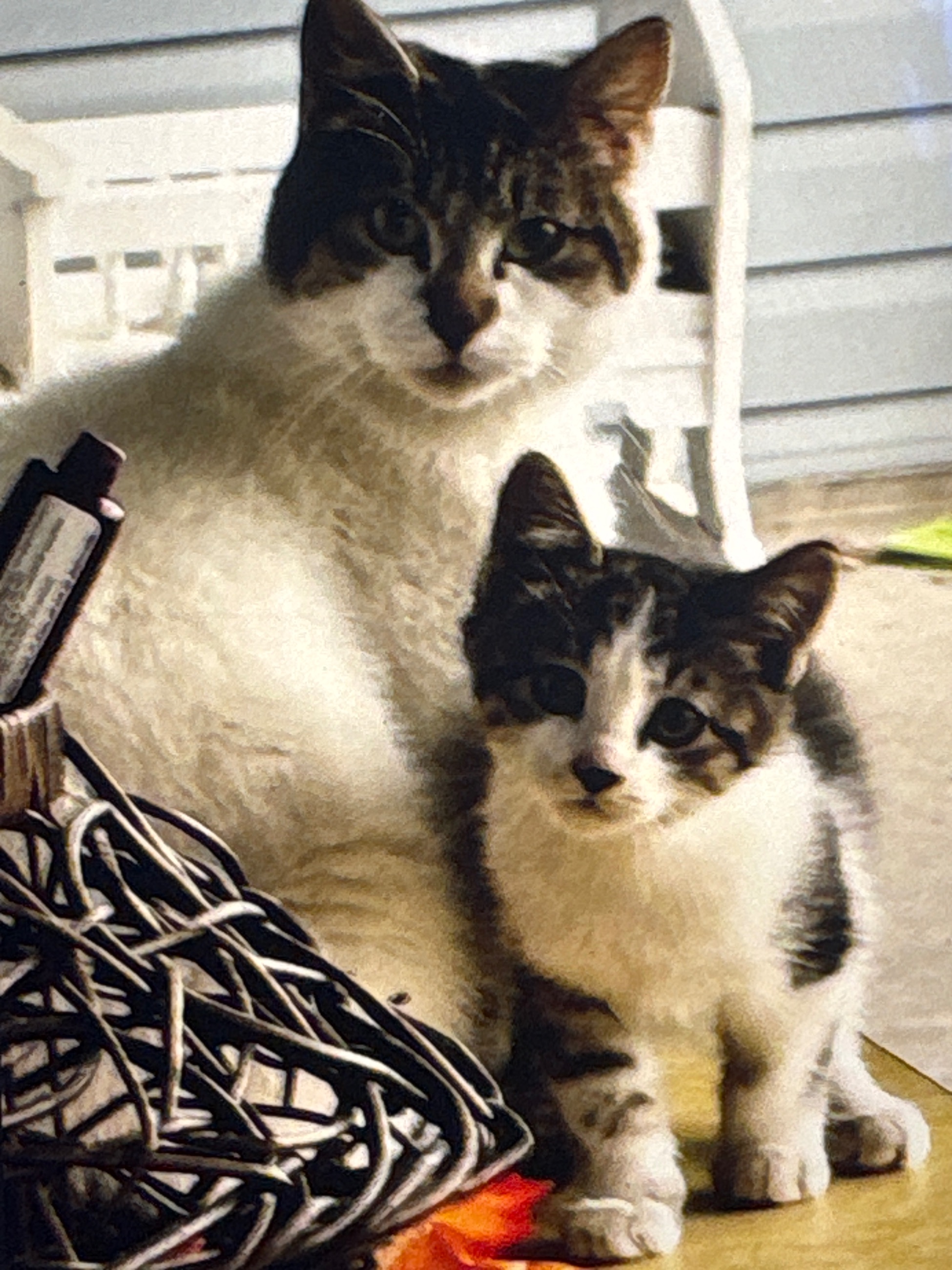 Cat and kittens - 3 - 1762982808636_image